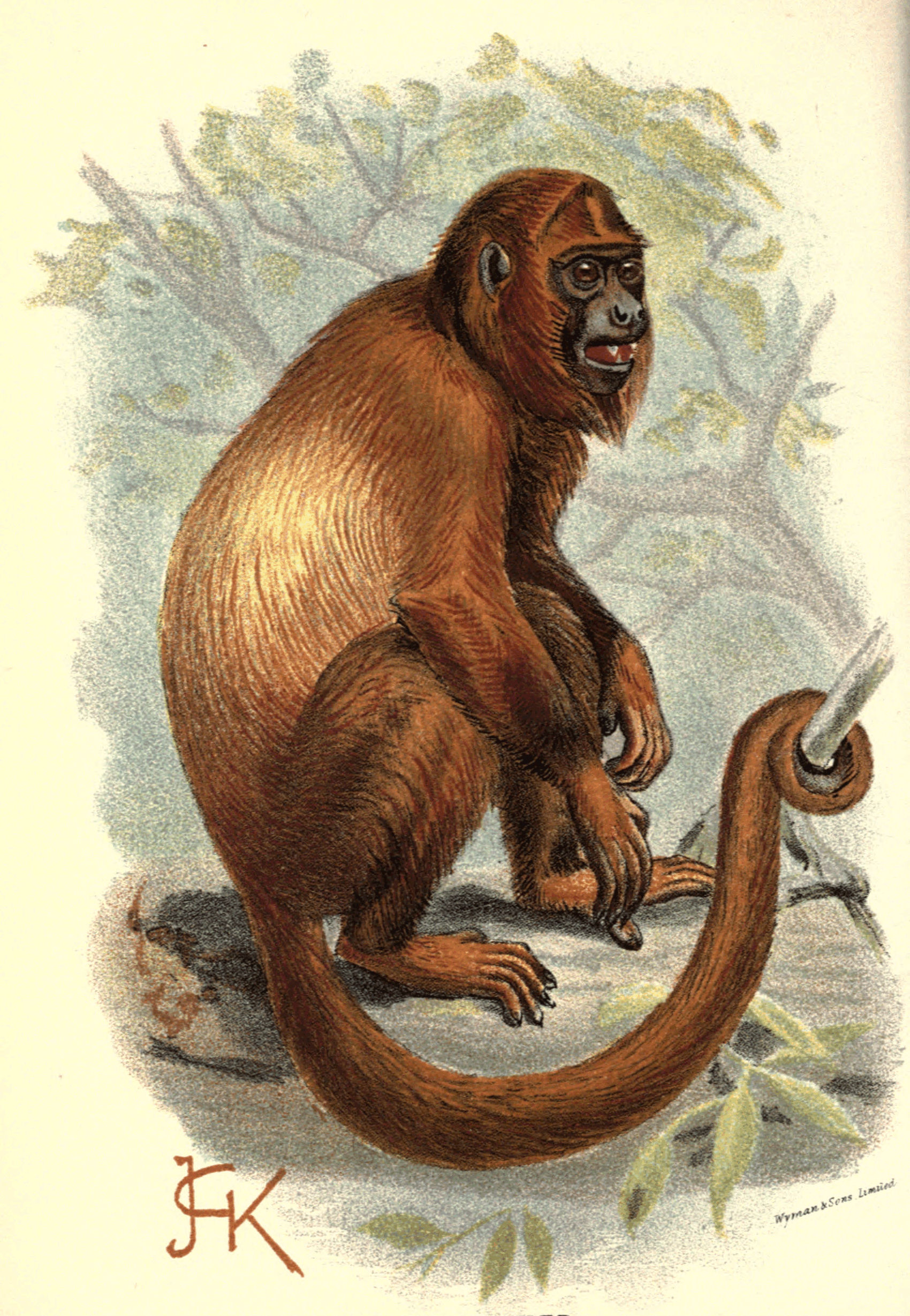 Illustration of Mantled Howler Monkey