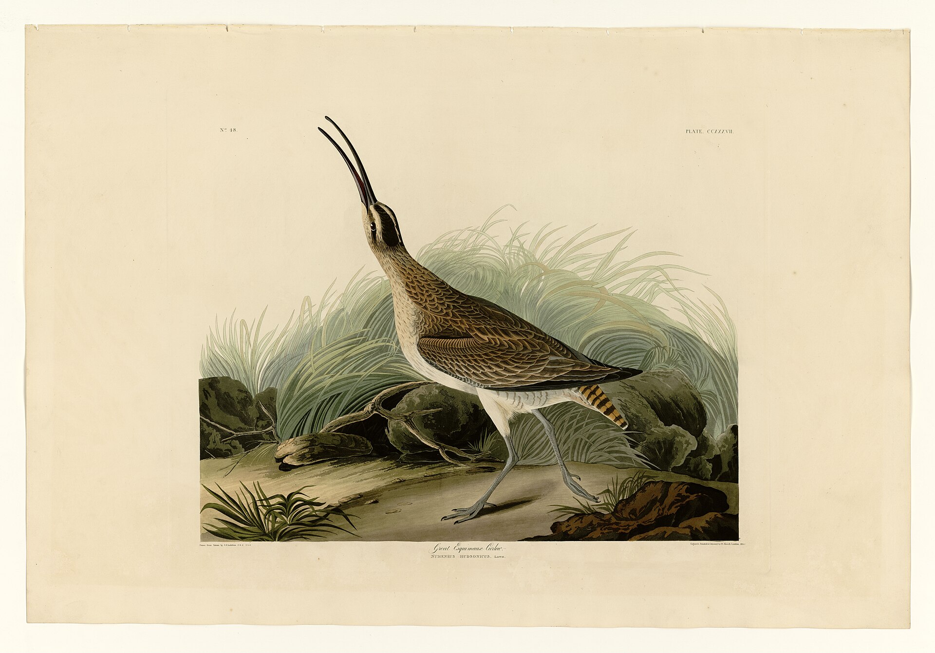 Illustration of Hudsonian Whimbrel
