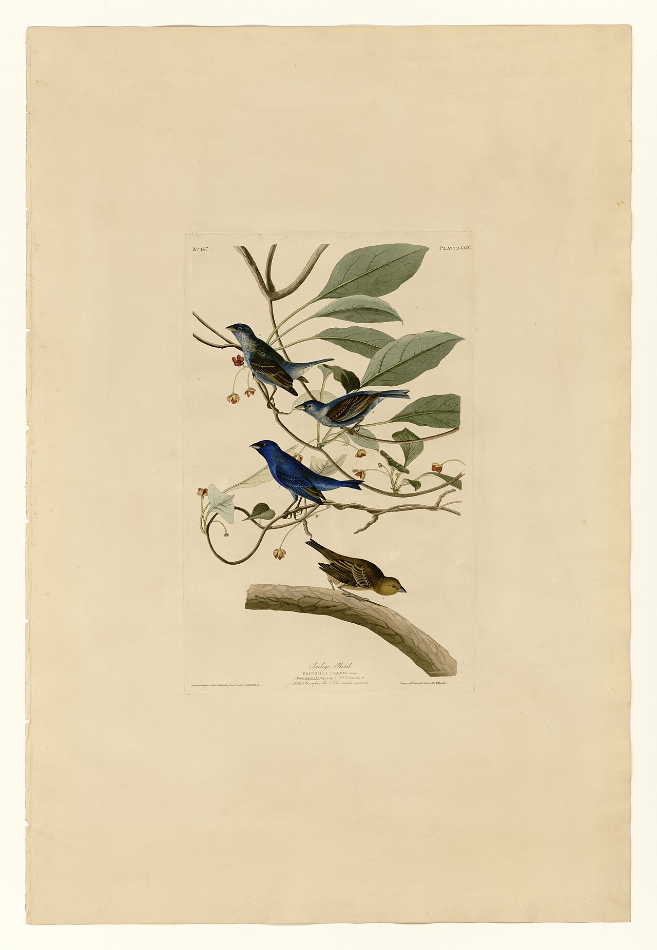 Illustration of Indigo Bunting