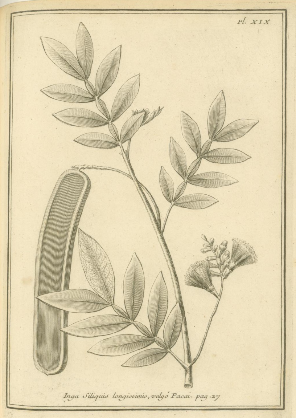 Illustration of Inga / Ice-cream Bean