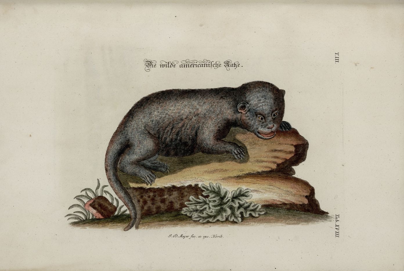 Illustration of Jaguarundi