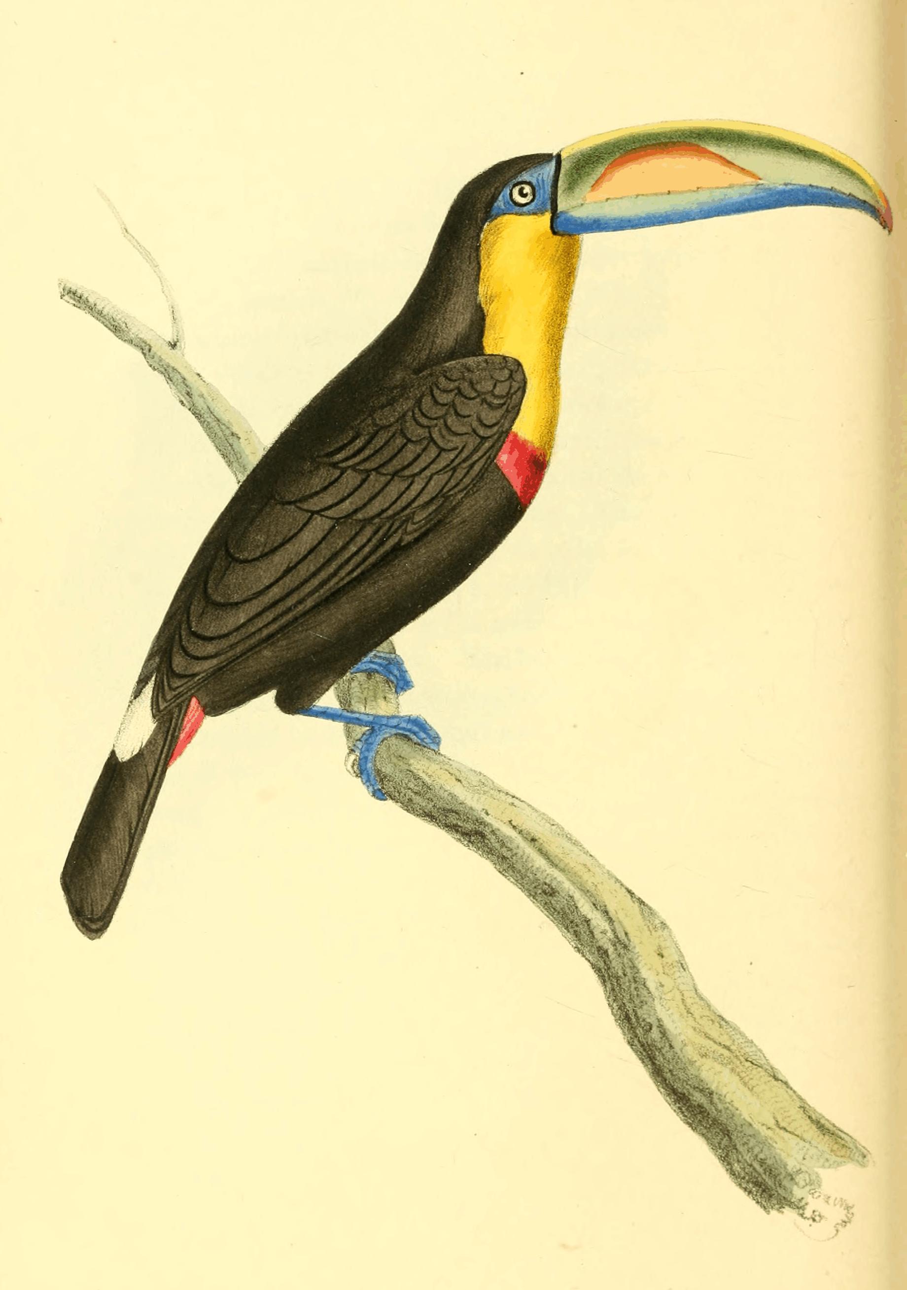 Illustration of Keel-billed Toucan