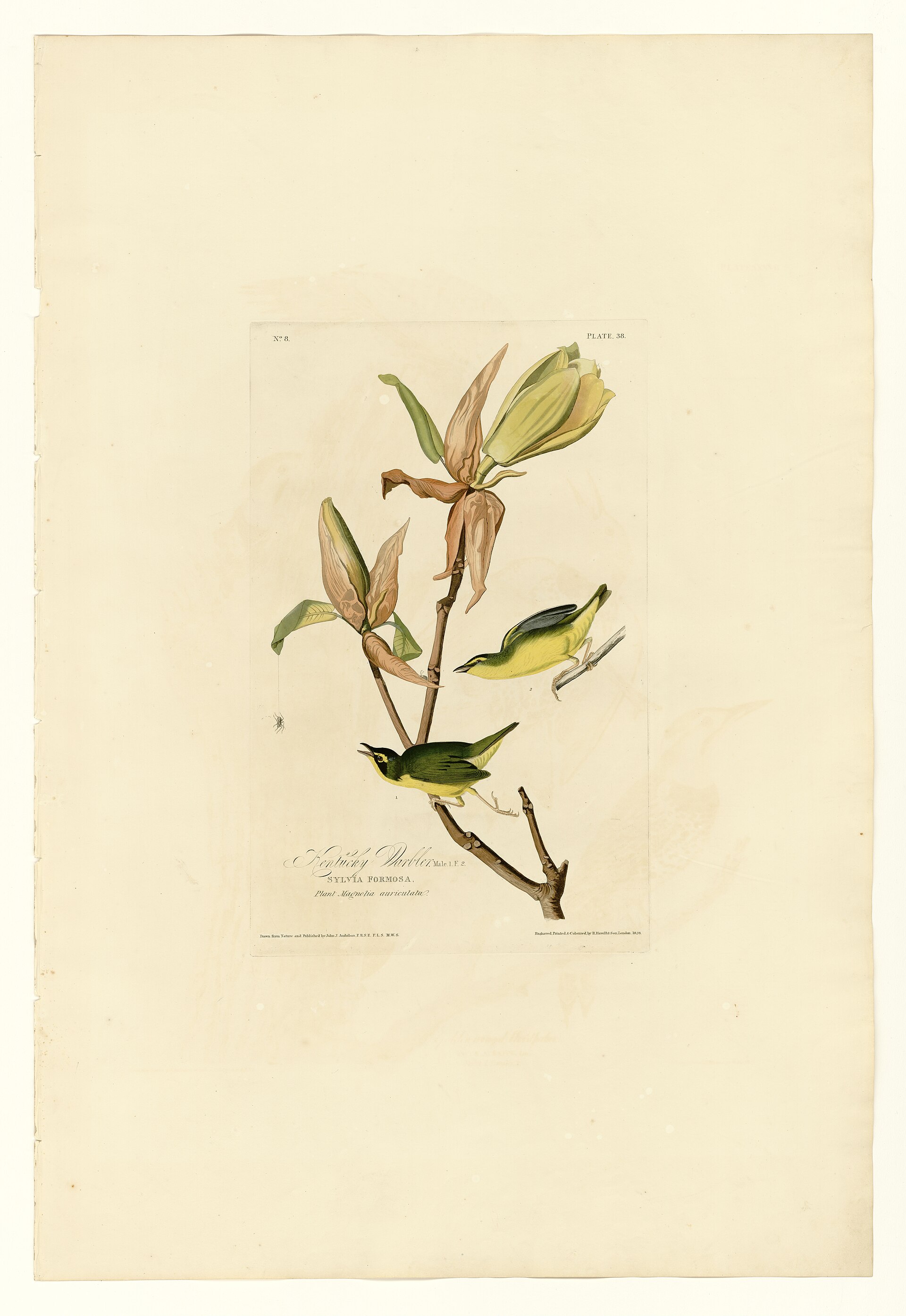 Illustration of Kentucky Warbler