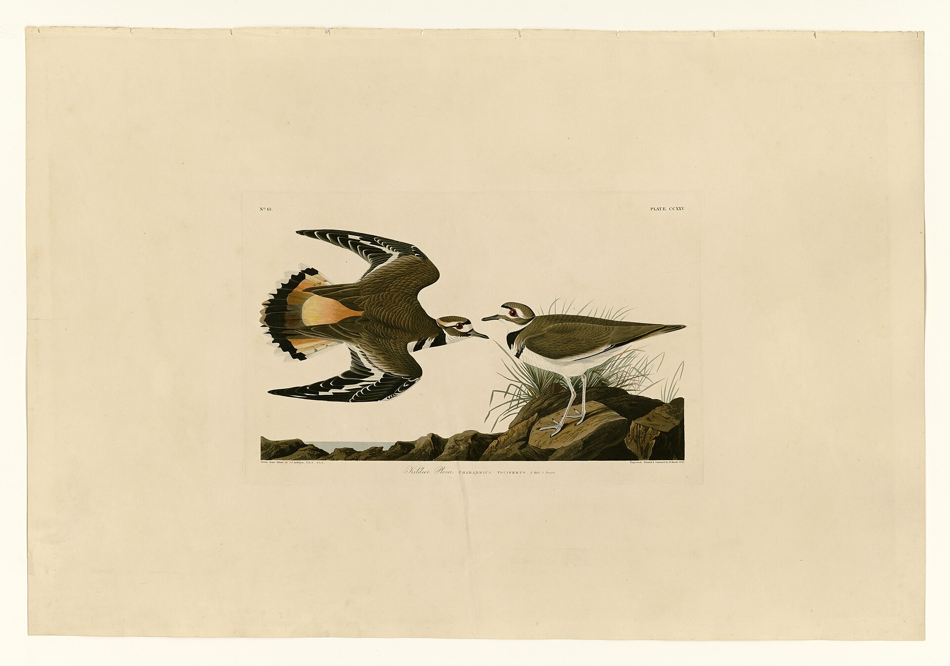 Illustration of Killdeer