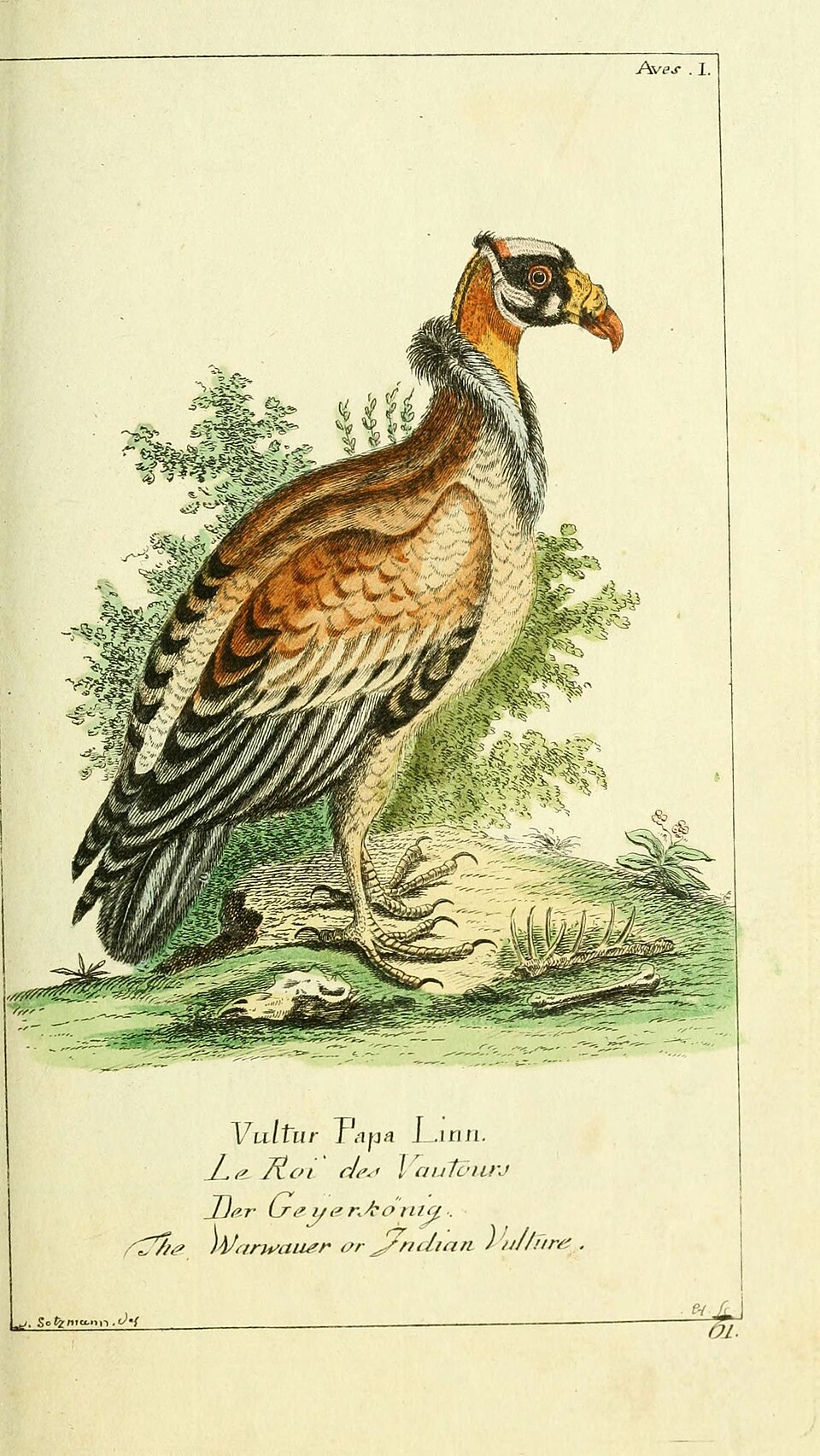 Illustration of King Vulture