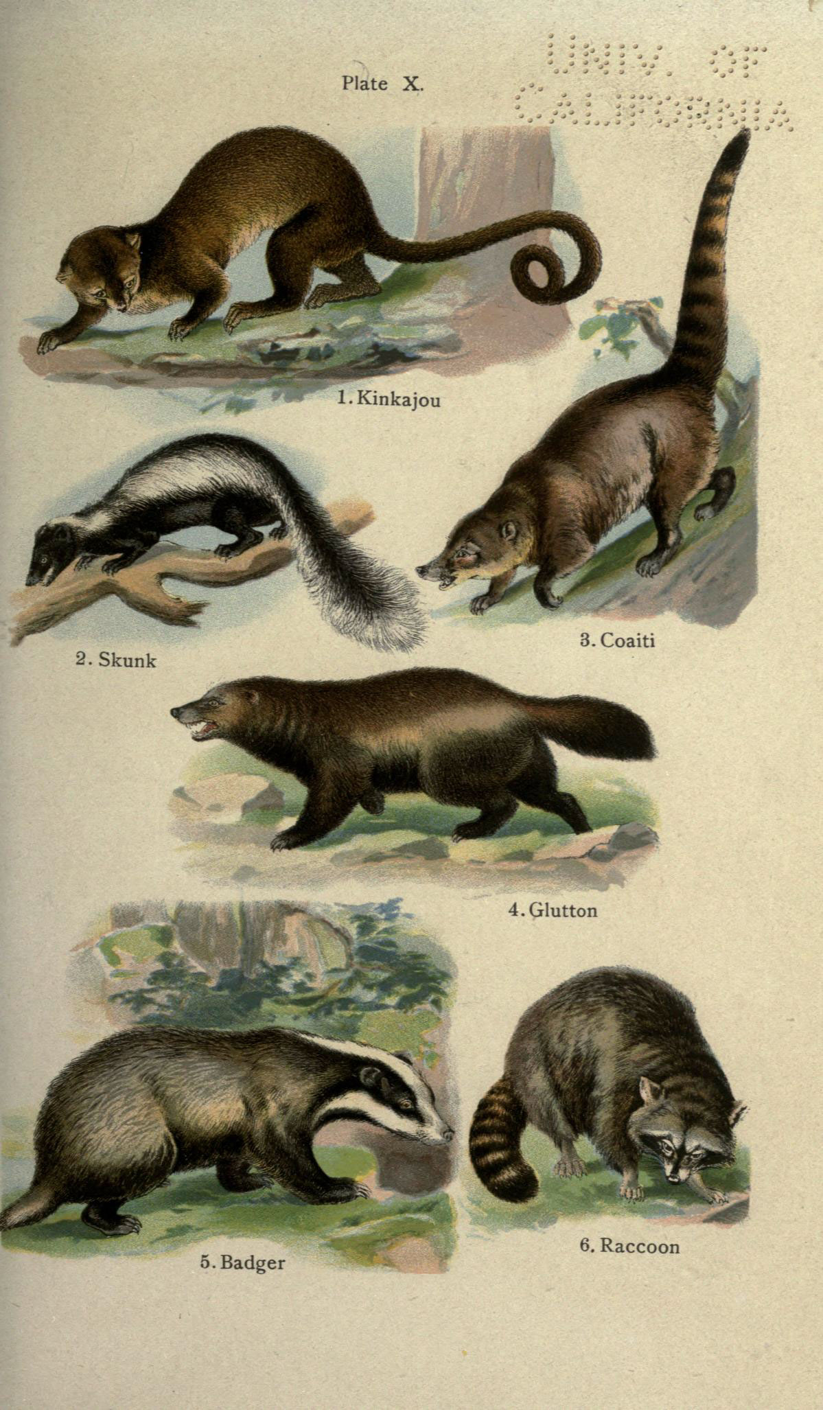 Illustration of Kinkajou