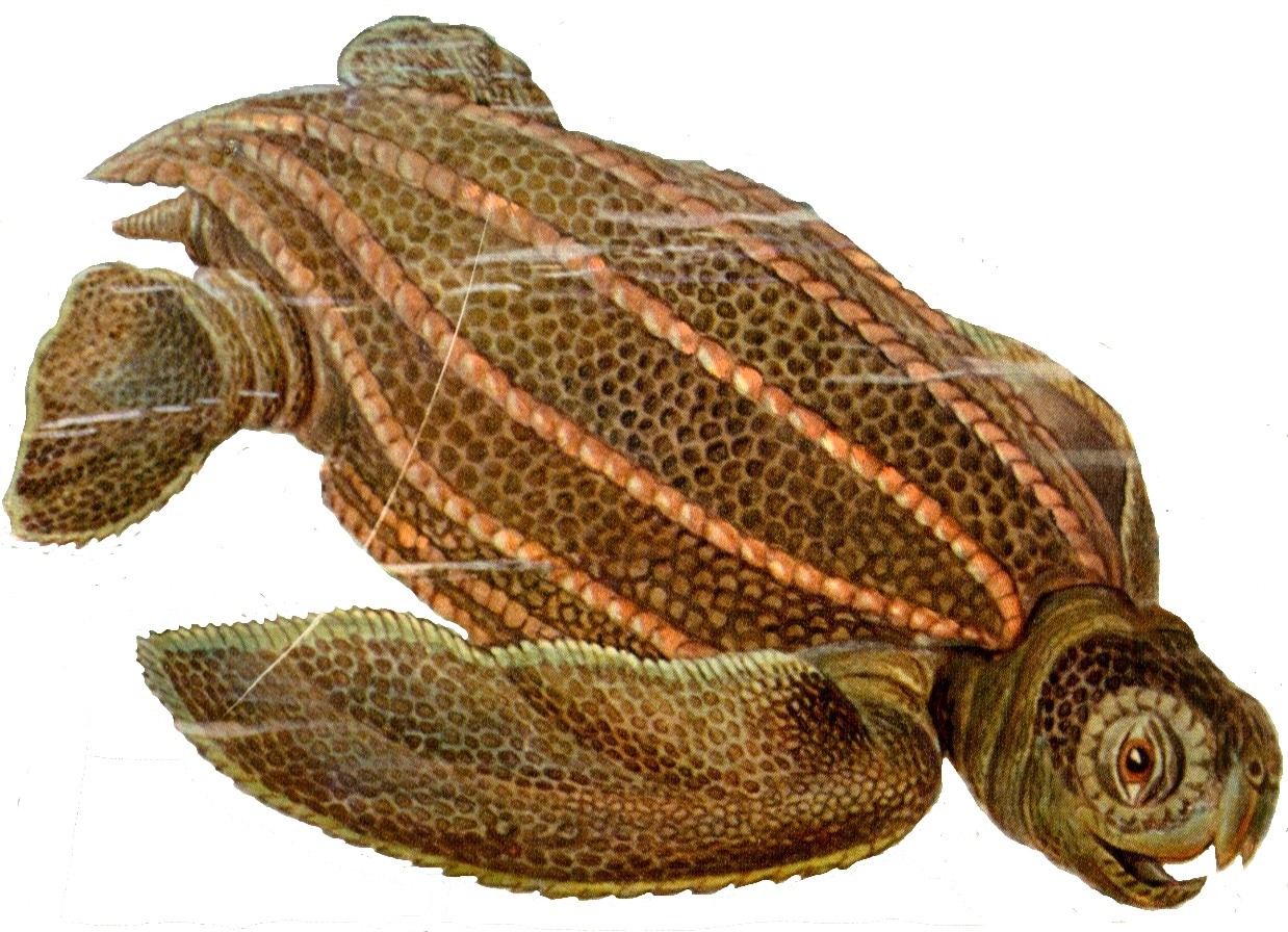 Illustration of Leatherback Sea Turtle