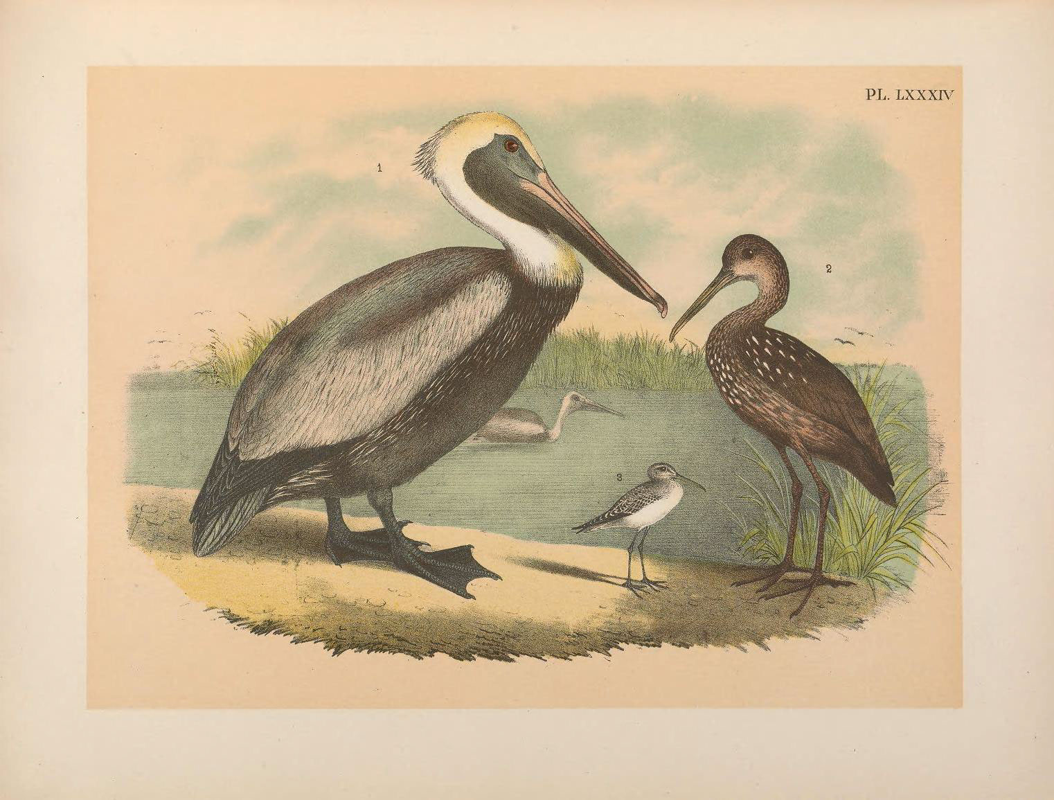 Illustration of Limpkin