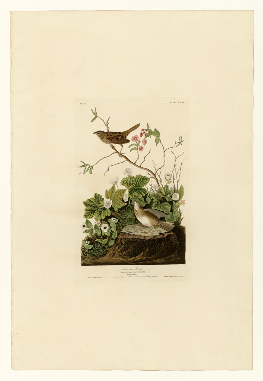 Illustration of Lincoln's Sparrow