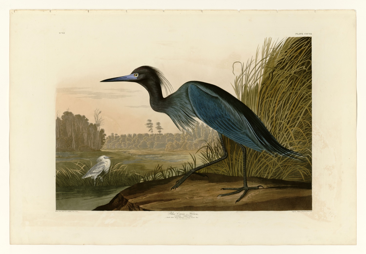 Illustration of Little Blue Heron