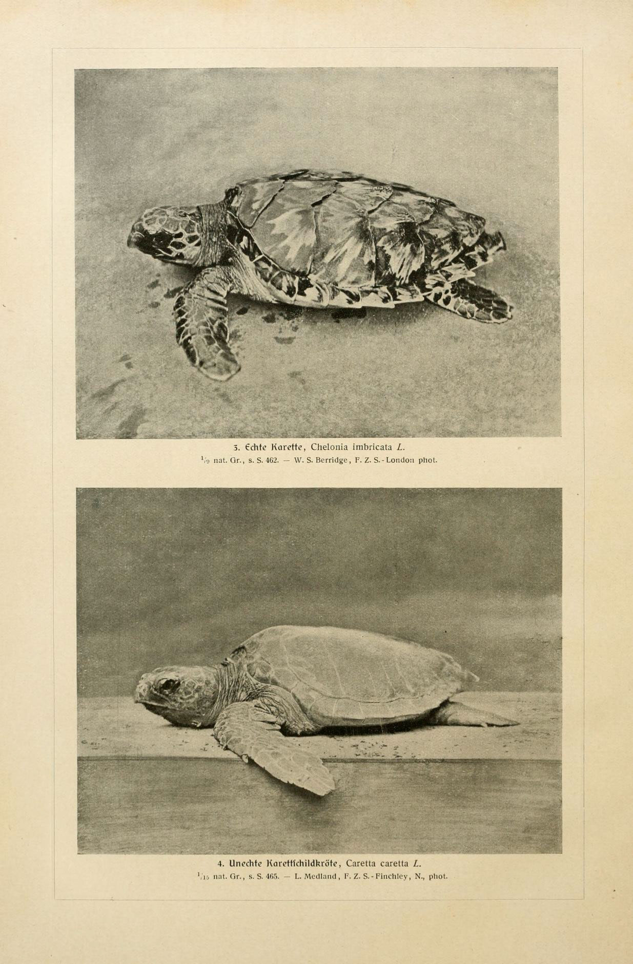 Illustration of Loggerhead Sea Turtle