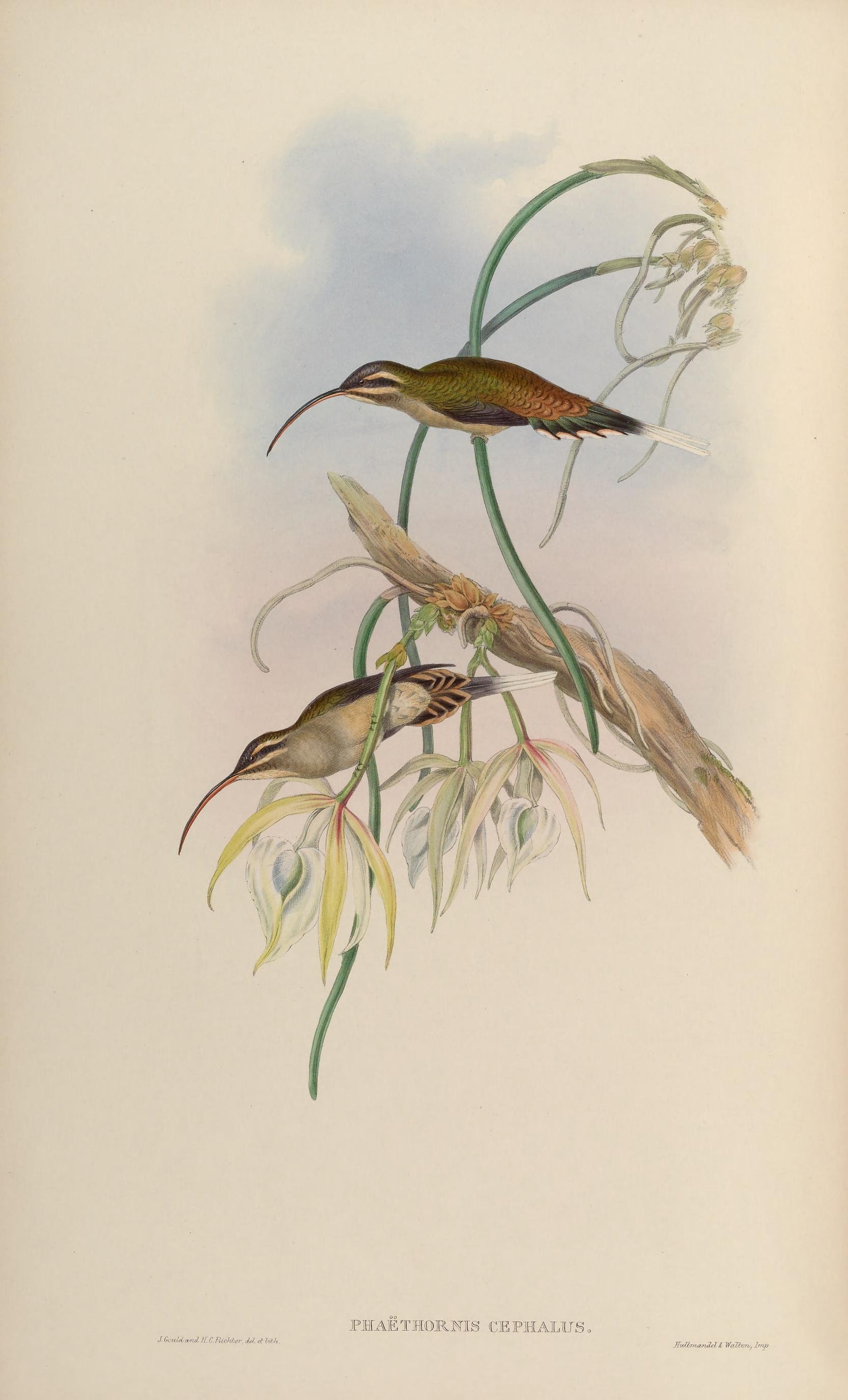 Illustration of Long-billed Hermit