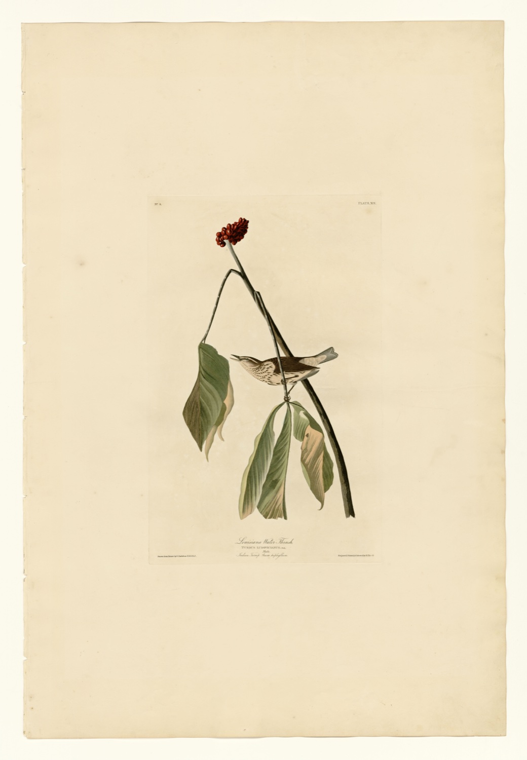 Illustration of Louisiana Waterthrush