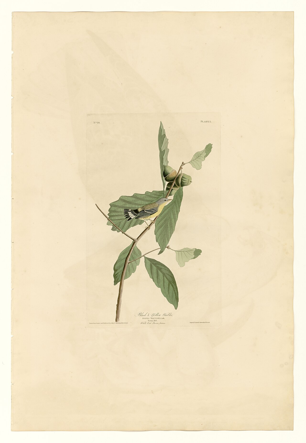 Illustration of Magnolia Warbler