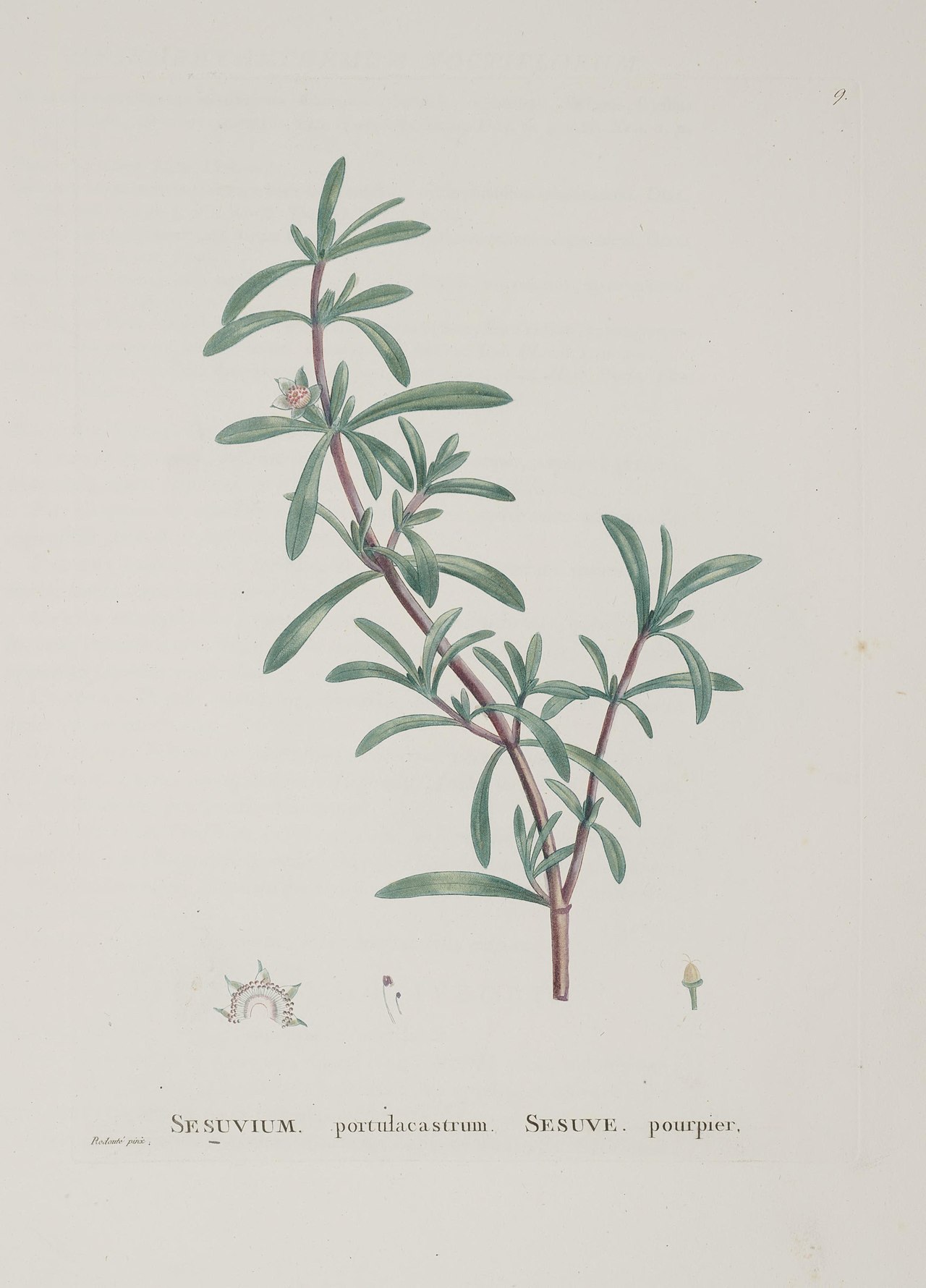 Illustration of Manajú / Sea Purslane