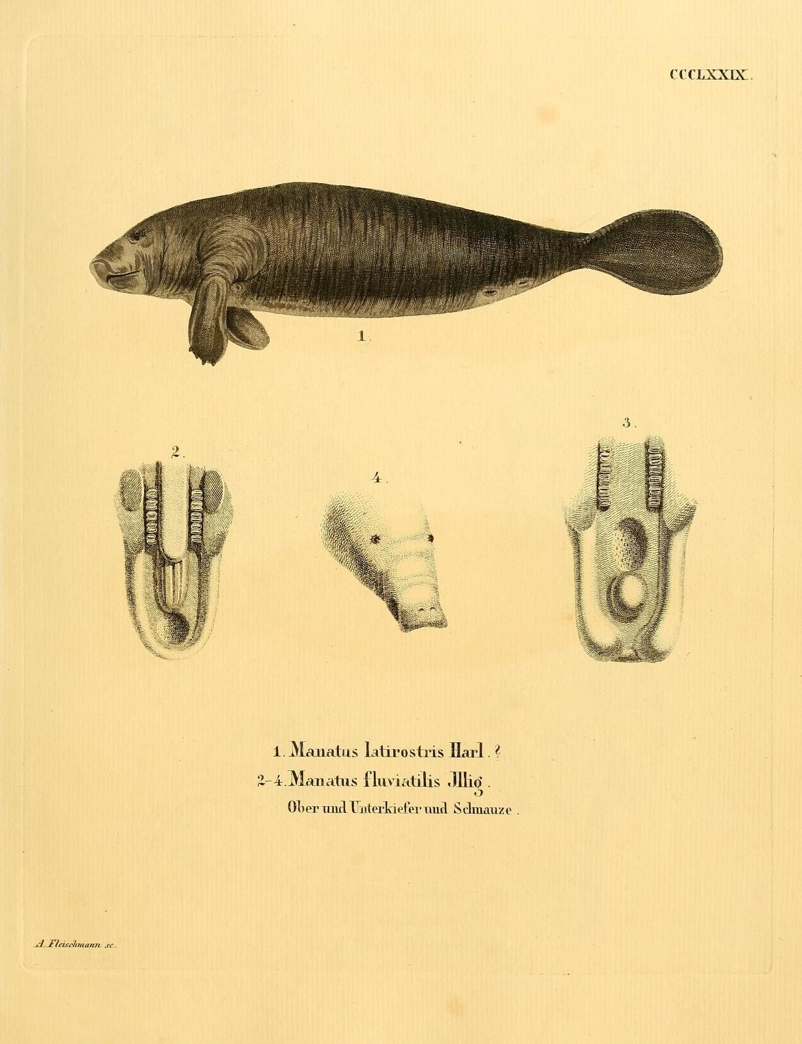 Illustration of West Indian Manatee