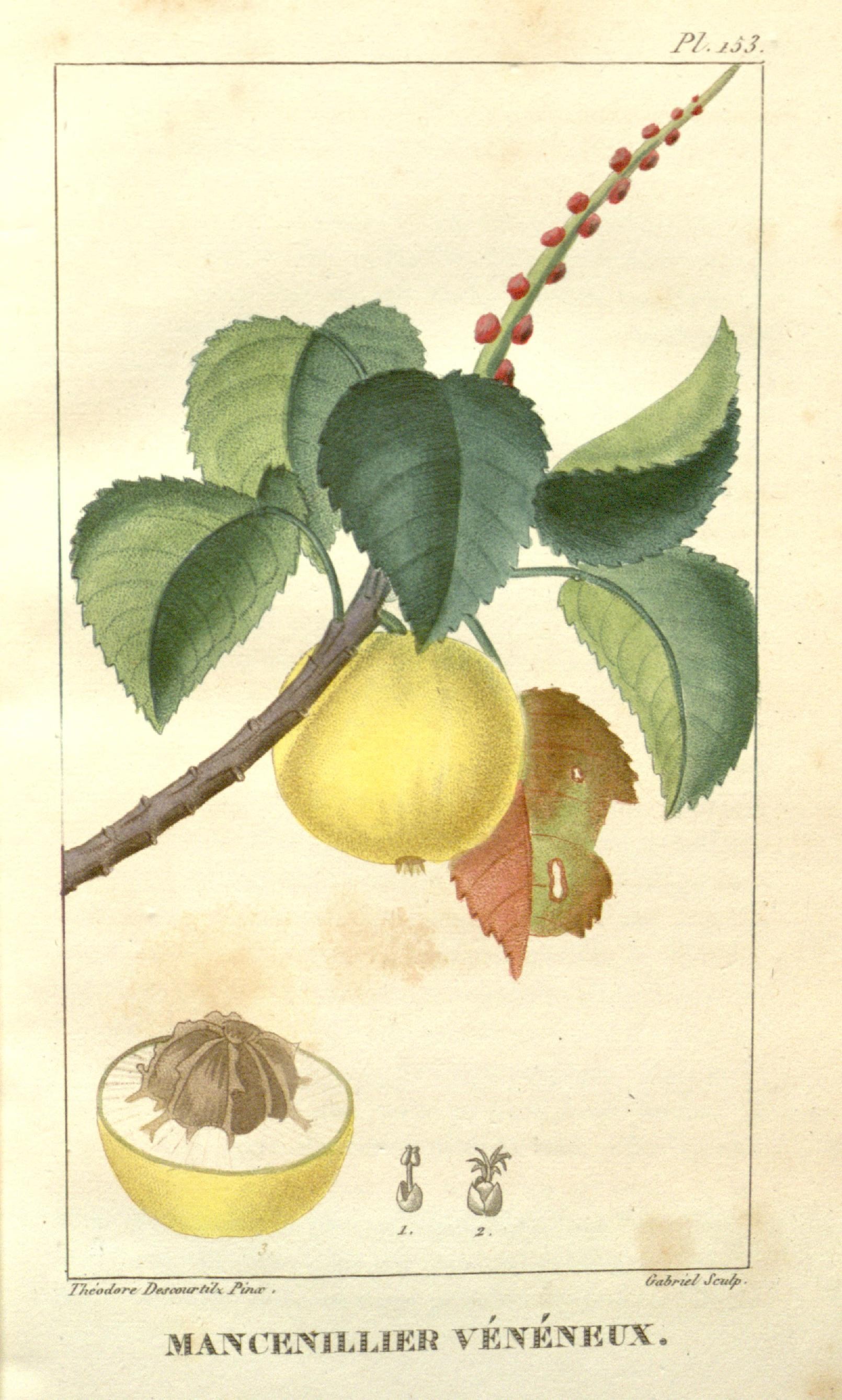 Illustration of Manchineel / Manzanillo
