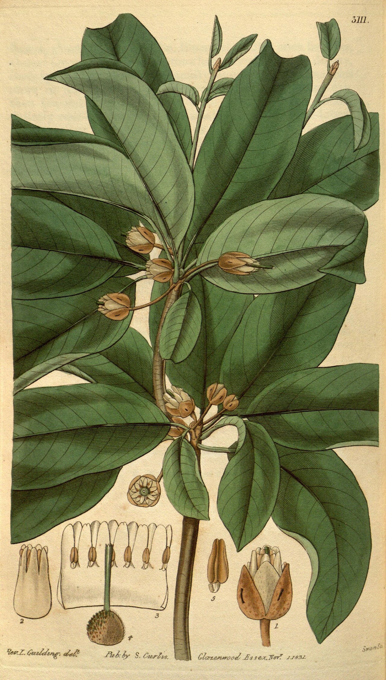 Illustration of Sapodilla / Chicle