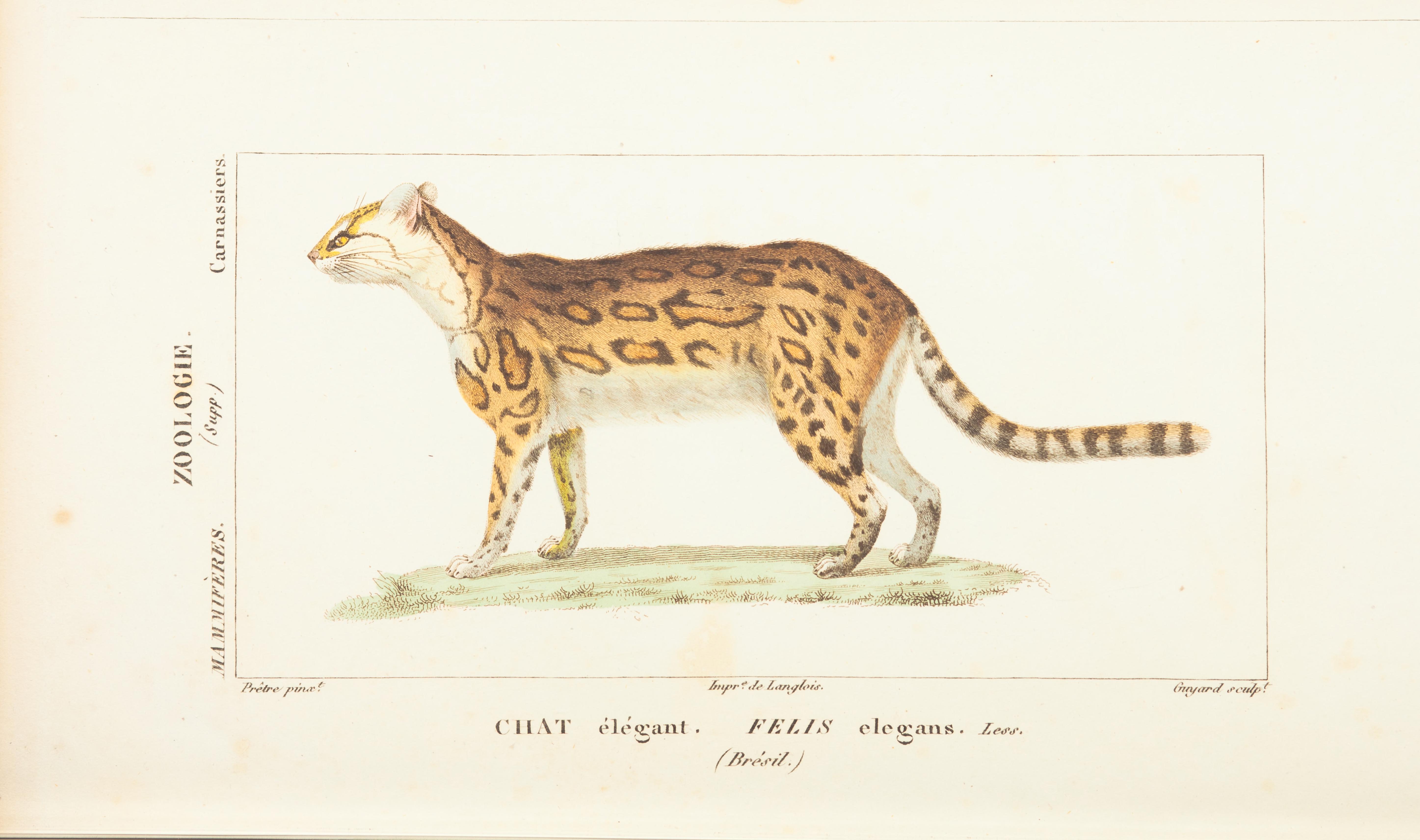 Illustration of Margay