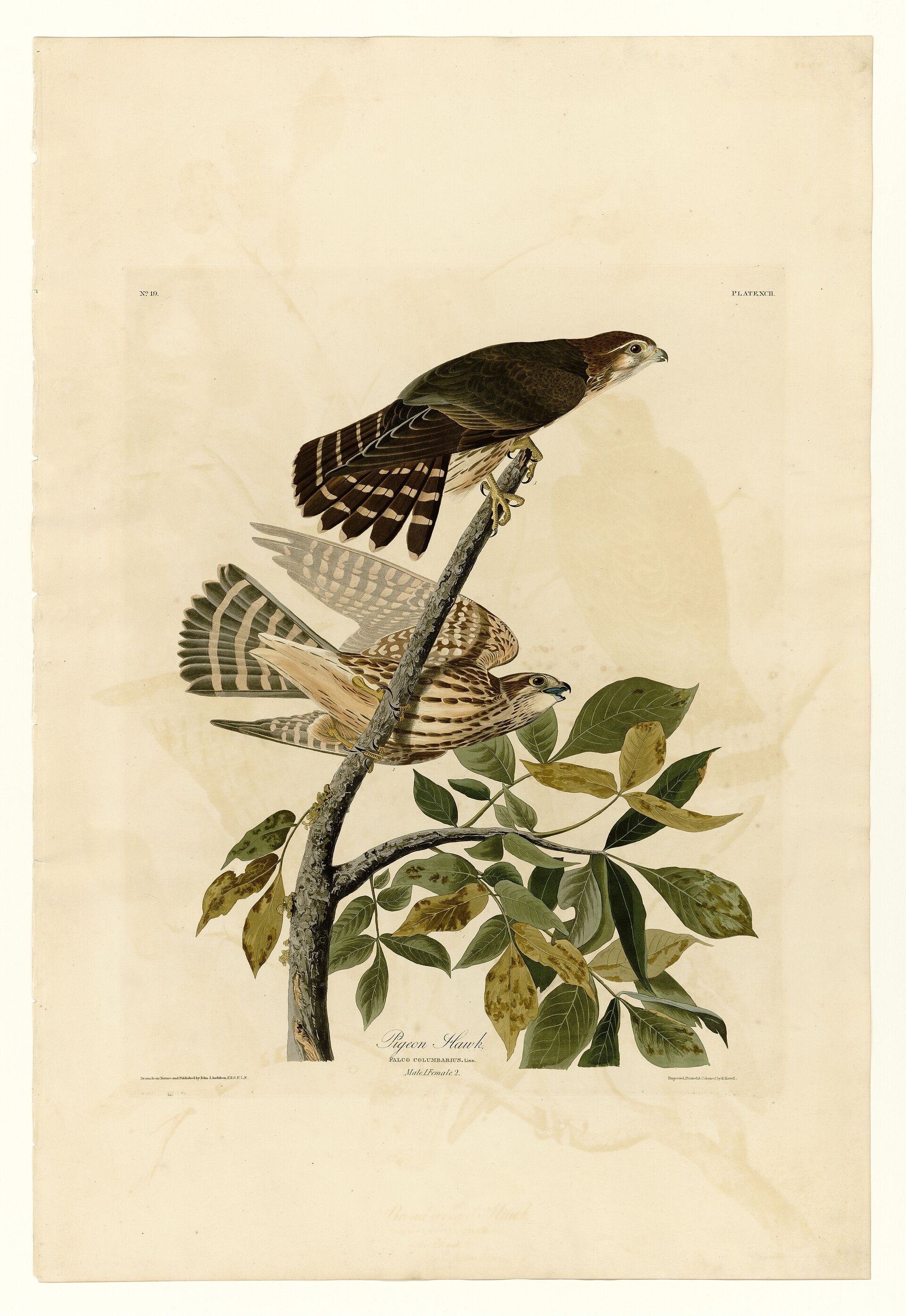 Illustration of Merlin