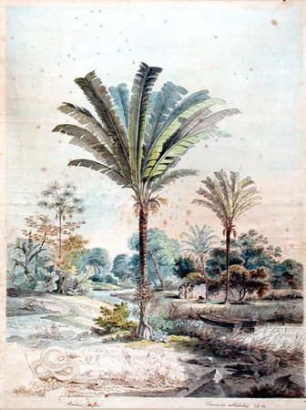 Illustration of Mocora / Bussu Palm