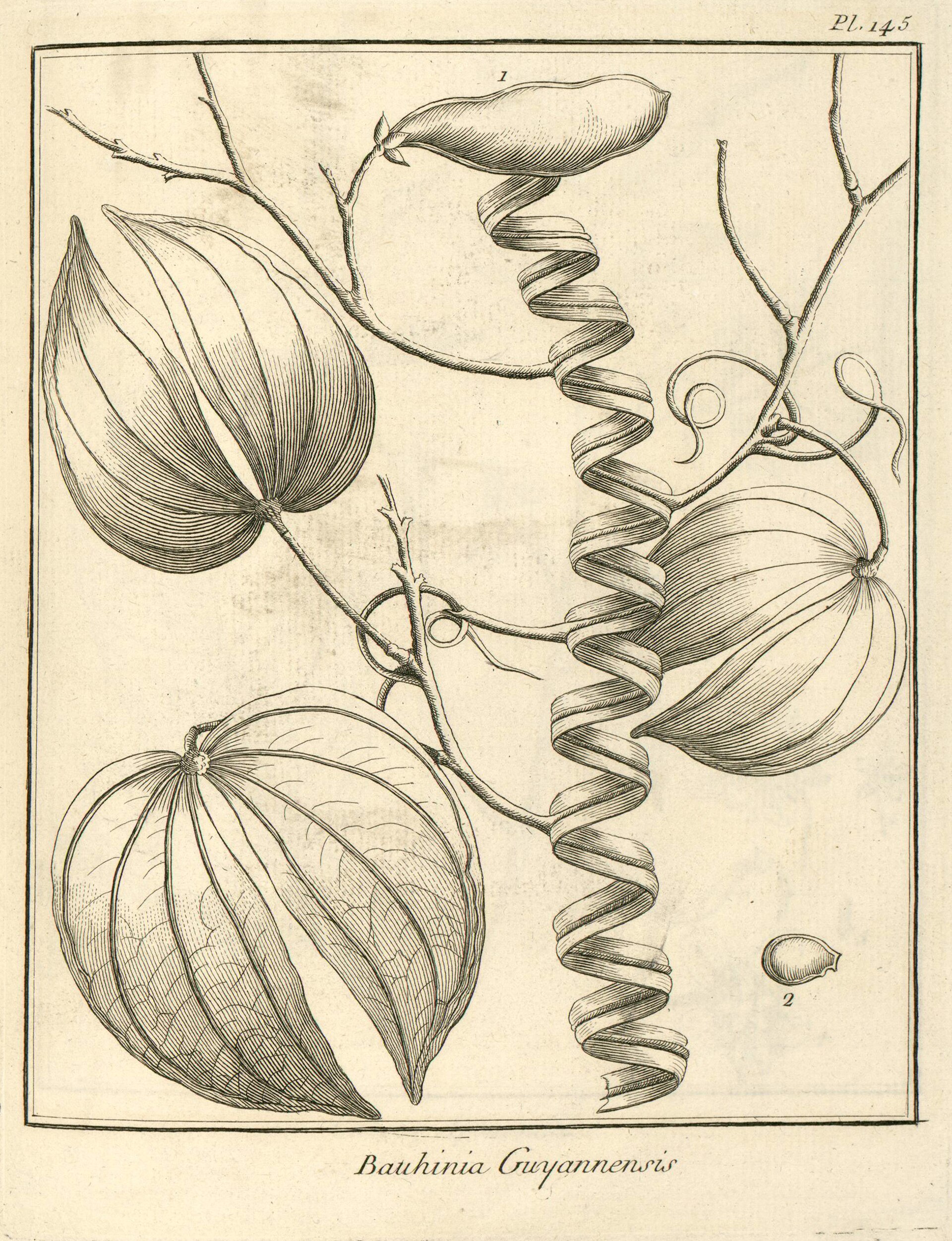 Illustration of Monkey Ladder Liana