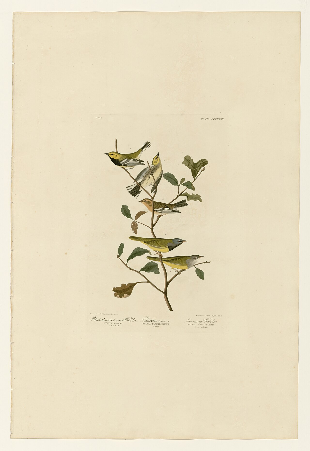 Illustration of Mourning Warbler