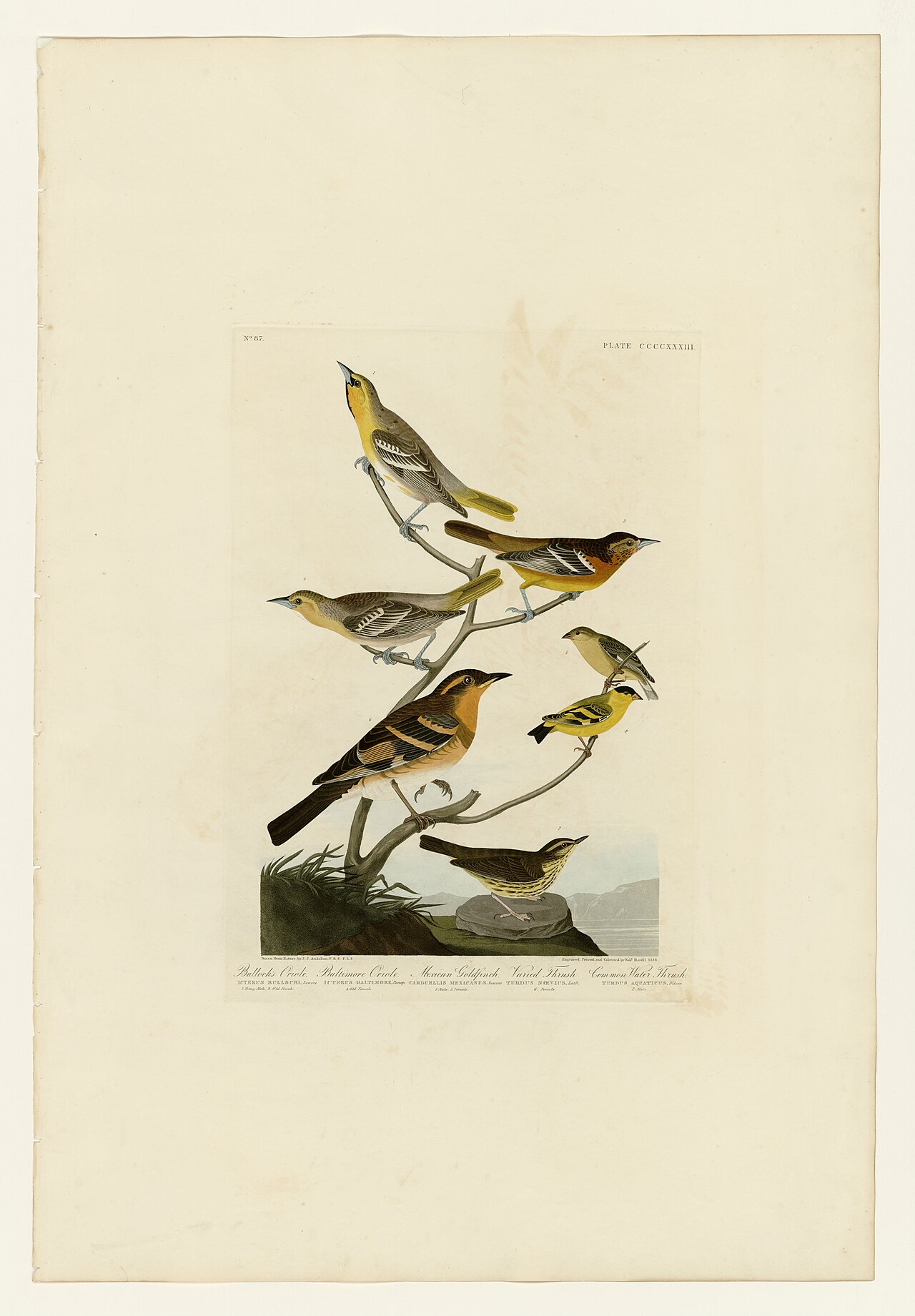 Illustration of Northern Waterthrush
