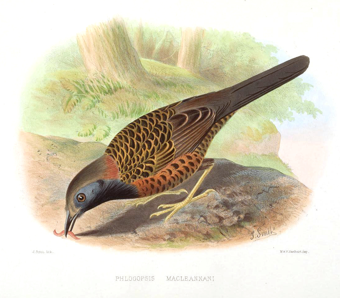 Illustration of Ocellated Antbird