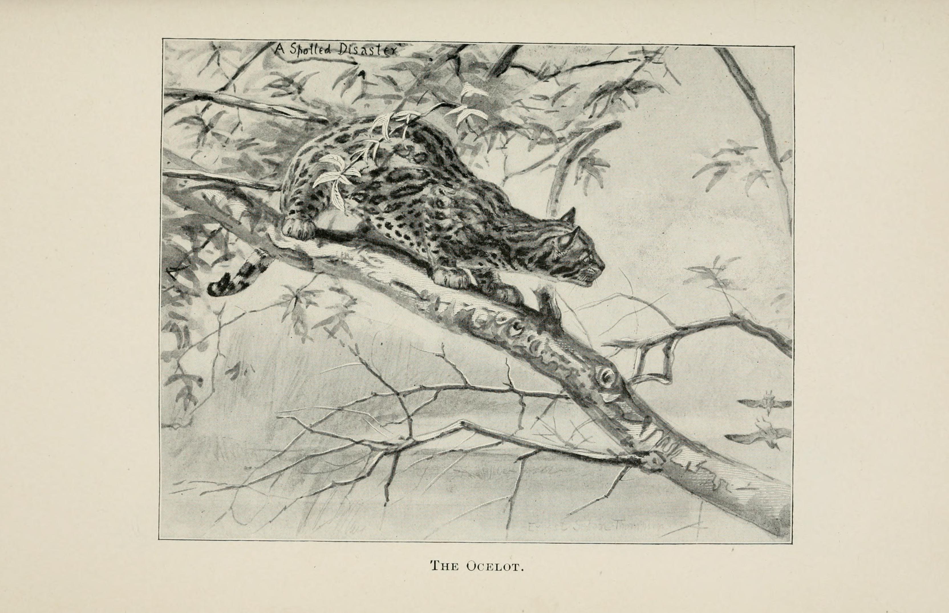 Illustration of Ocelot