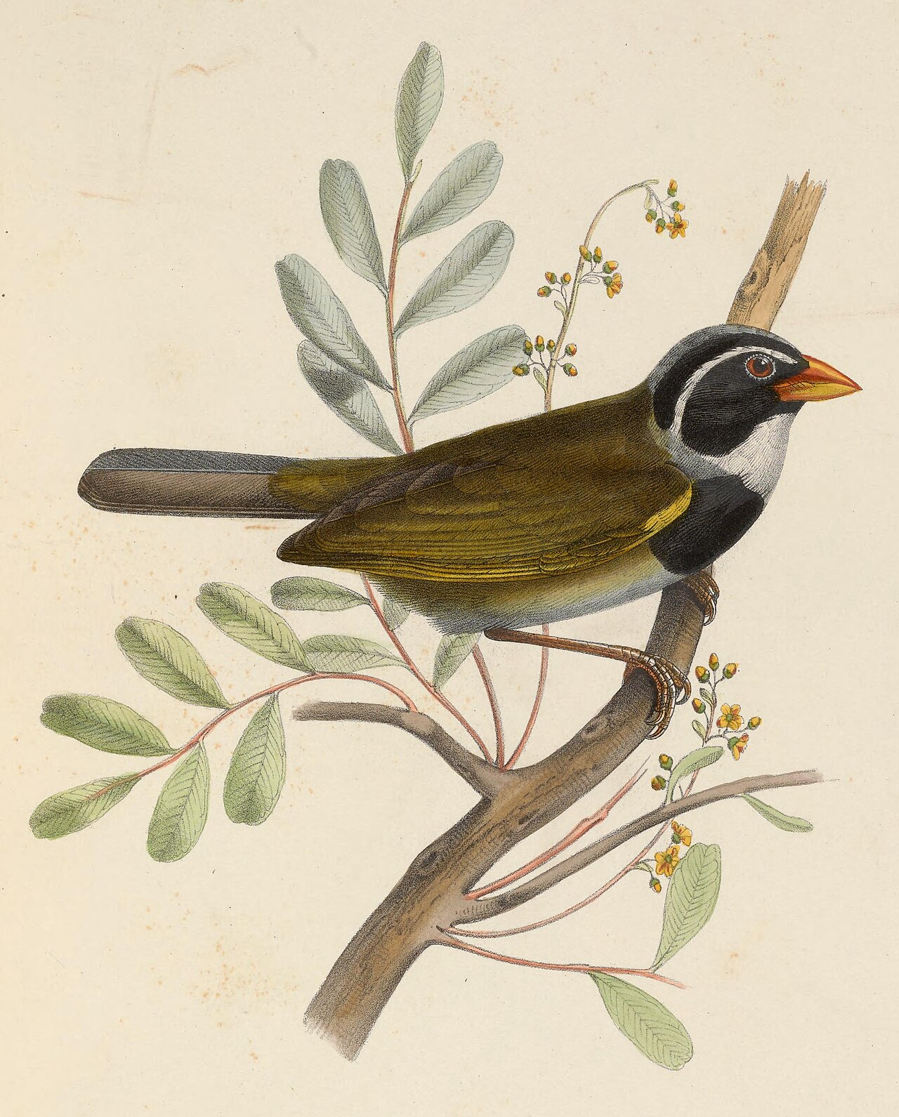 Illustration of Orange-billed Sparrow