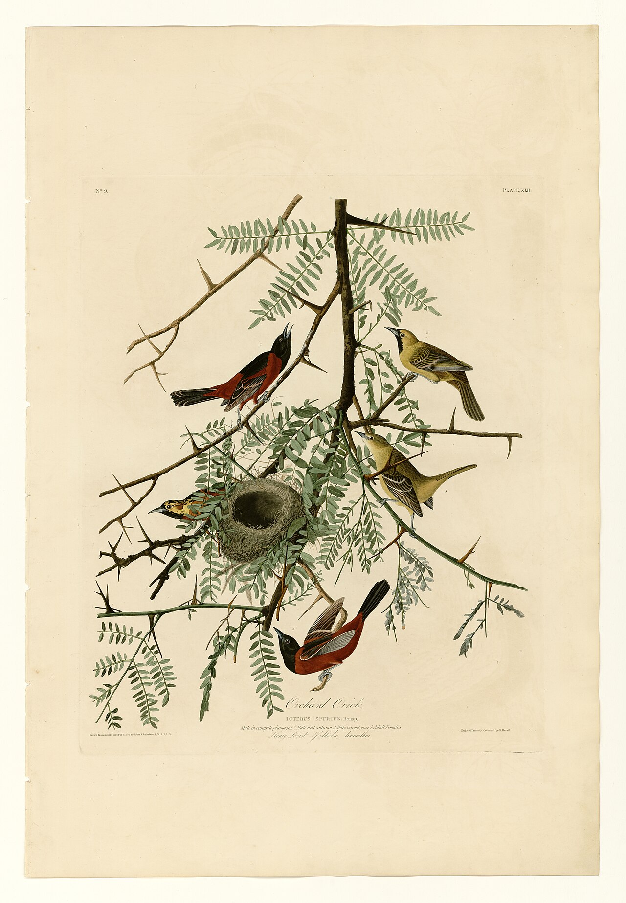 Illustration of Orchard Oriole
