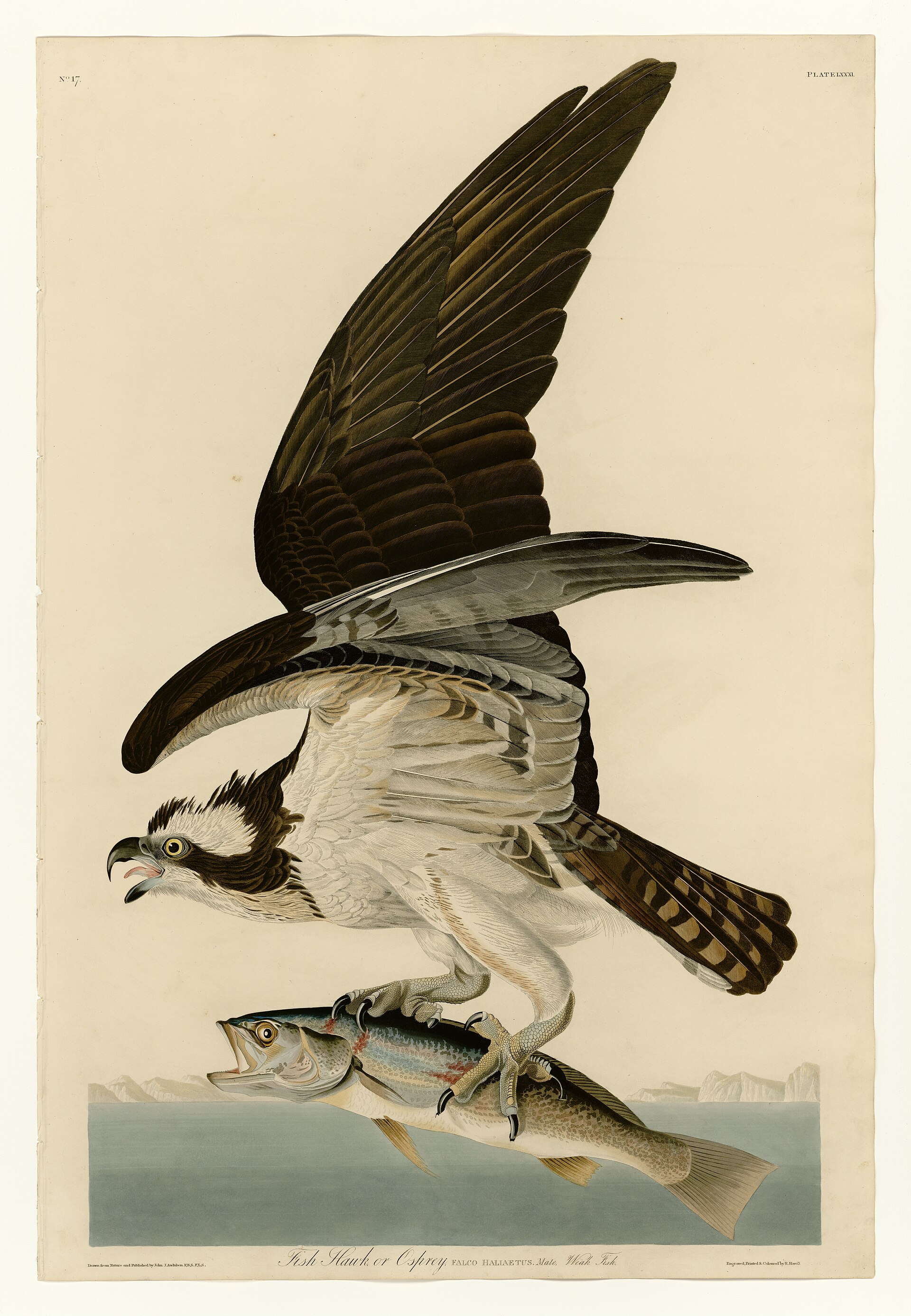 Illustration of Osprey