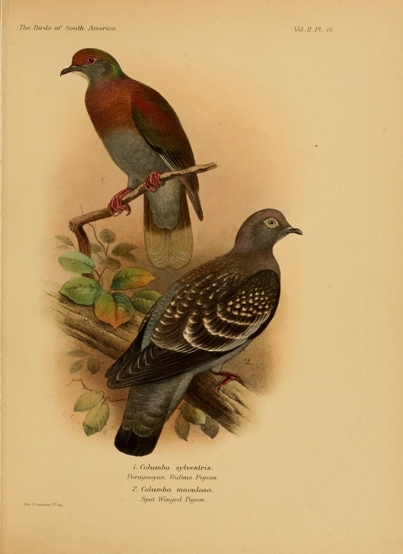Illustration of Pale-vented Pigeon