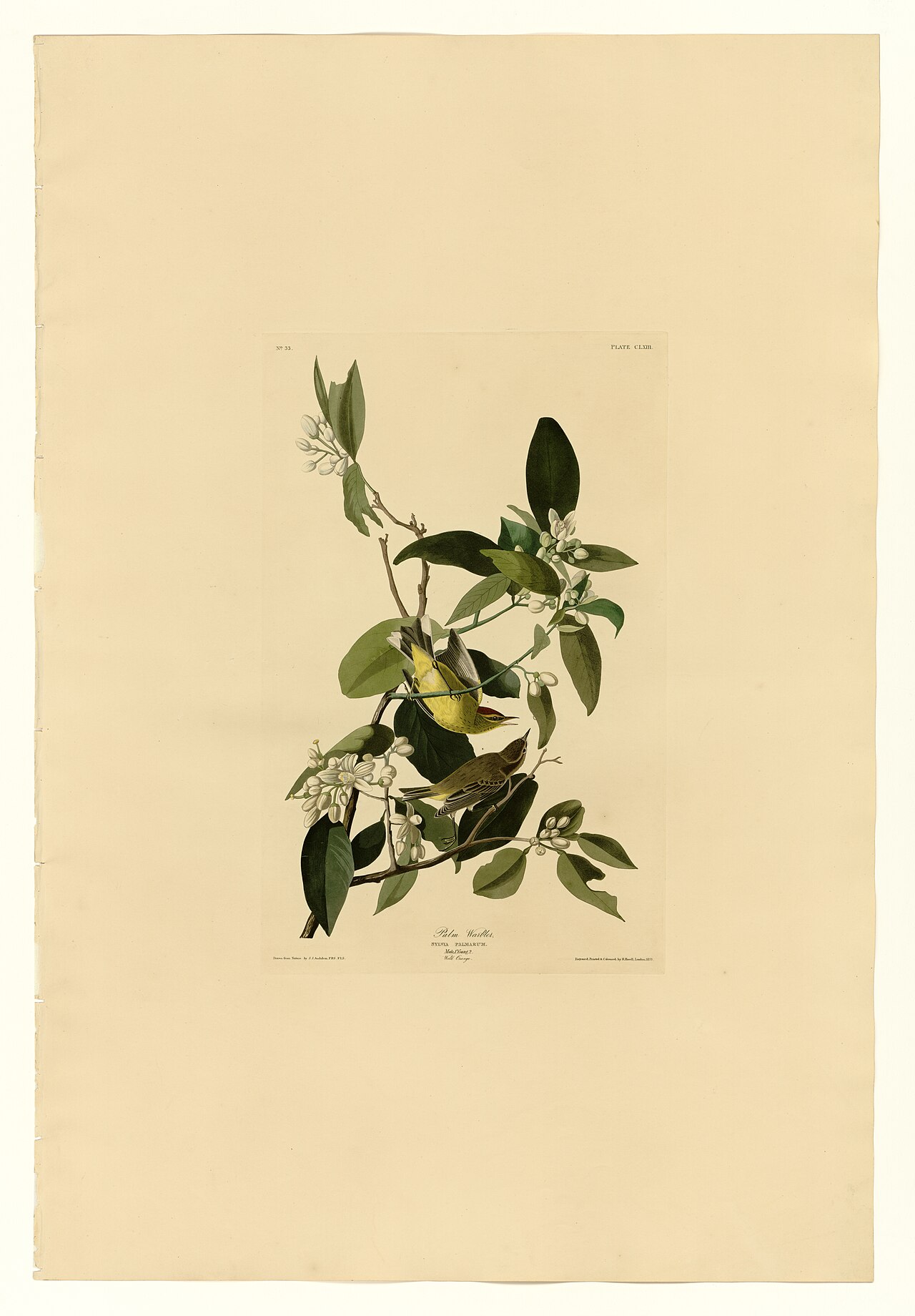 Illustration of Palm Warbler