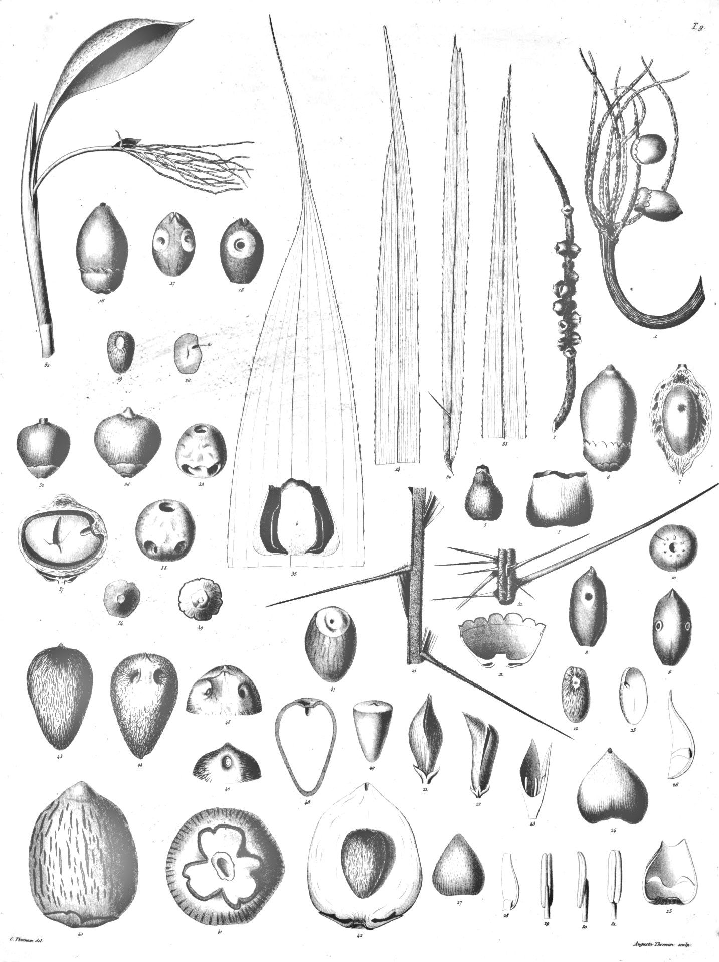 Illustration of Pejibaye / Peach Palm