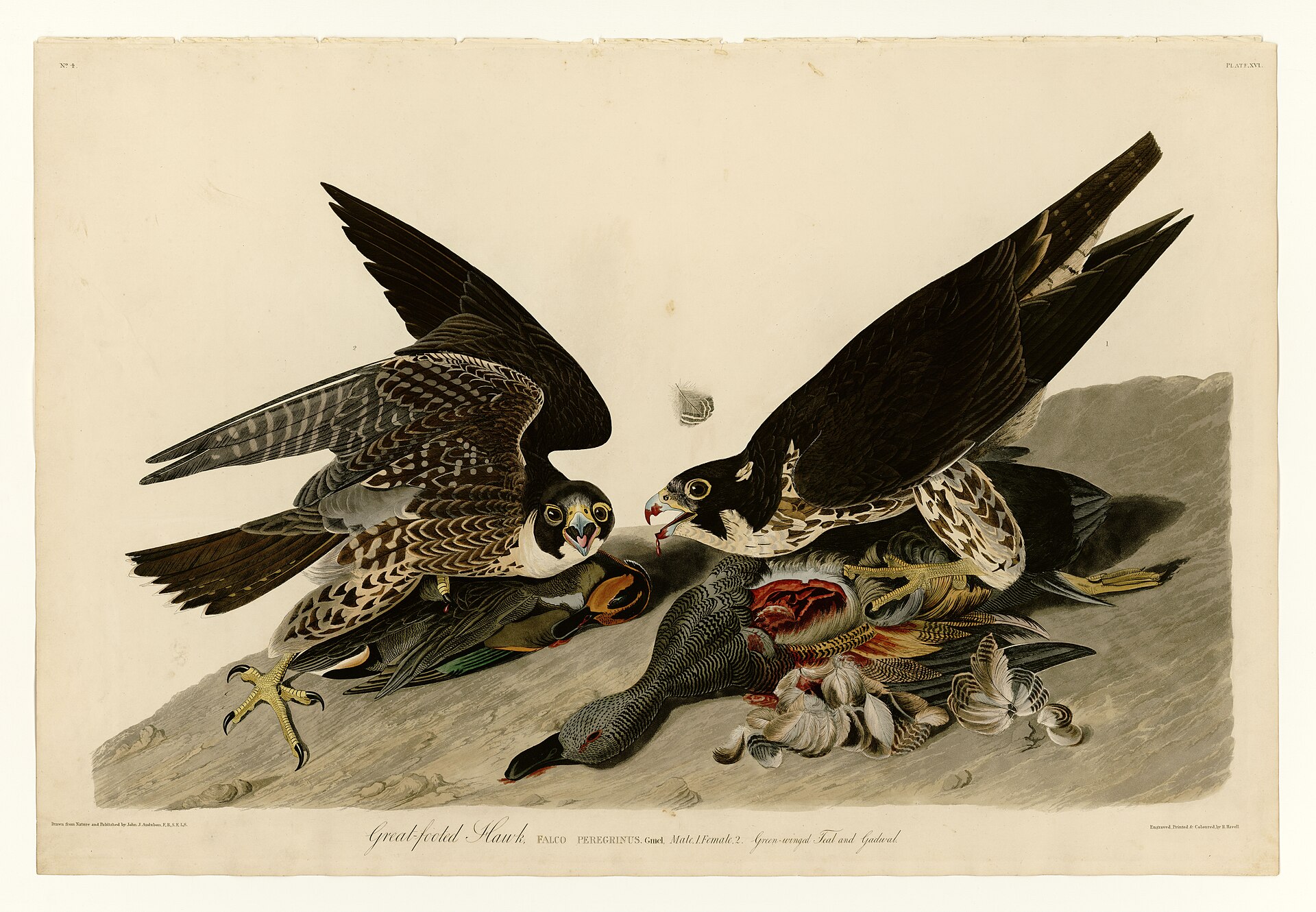 Illustration of Peregrine Falcon