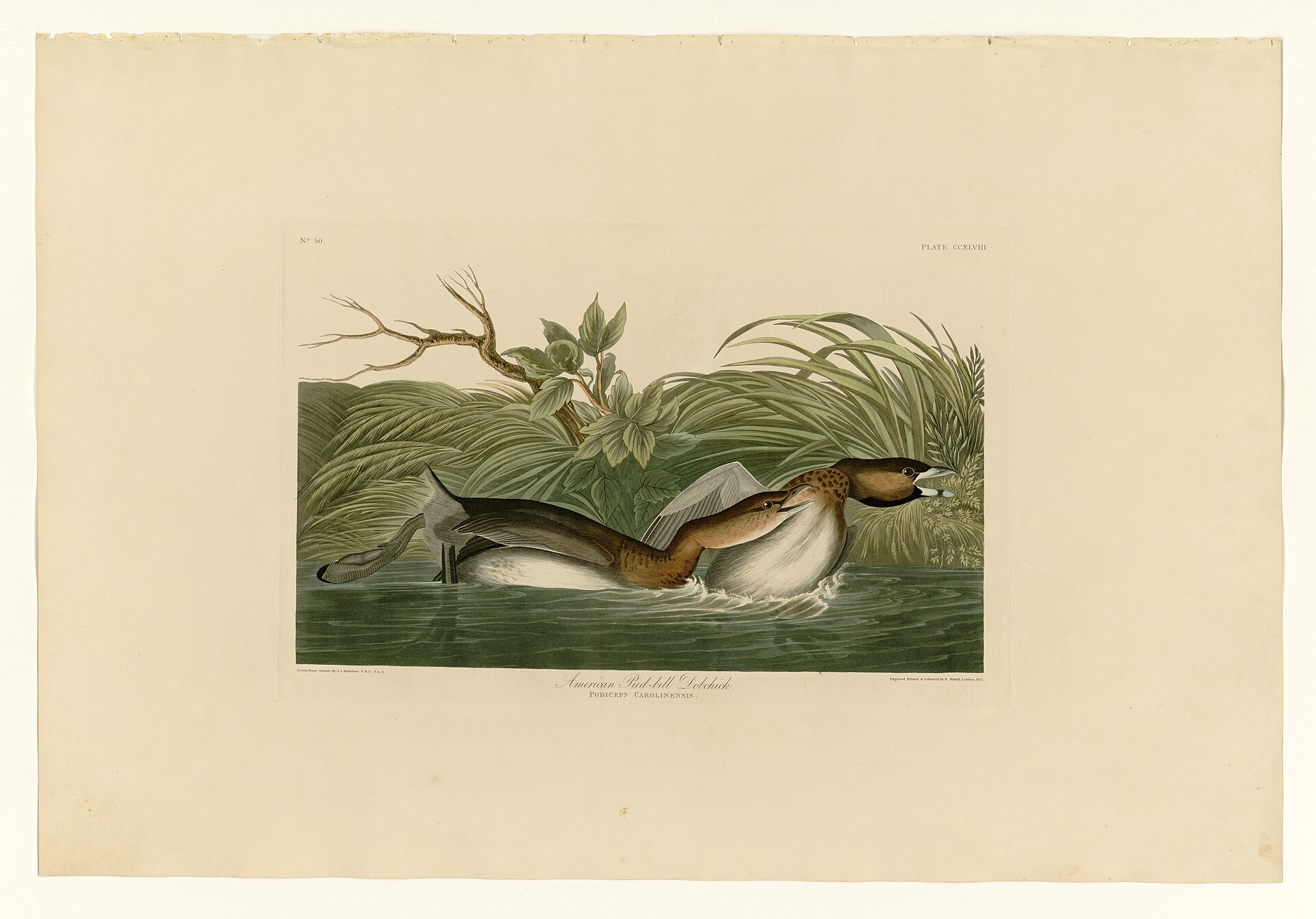 Illustration of Pied-billed Grebe