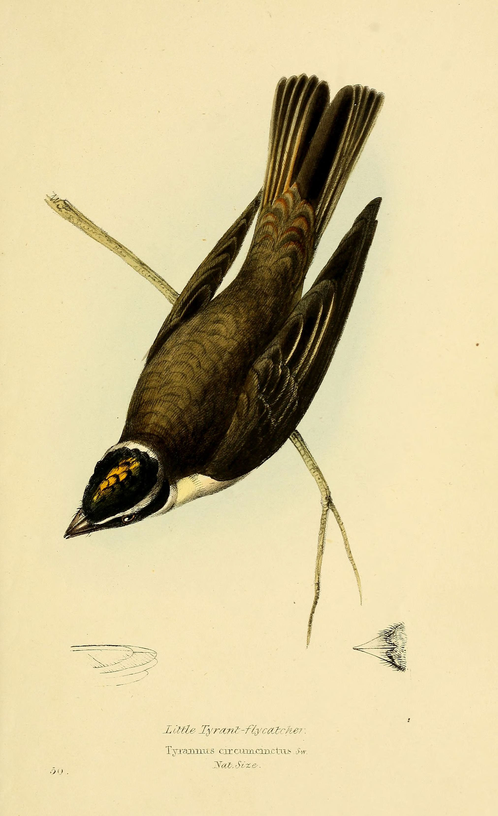 Illustration of Piratic Flycatcher