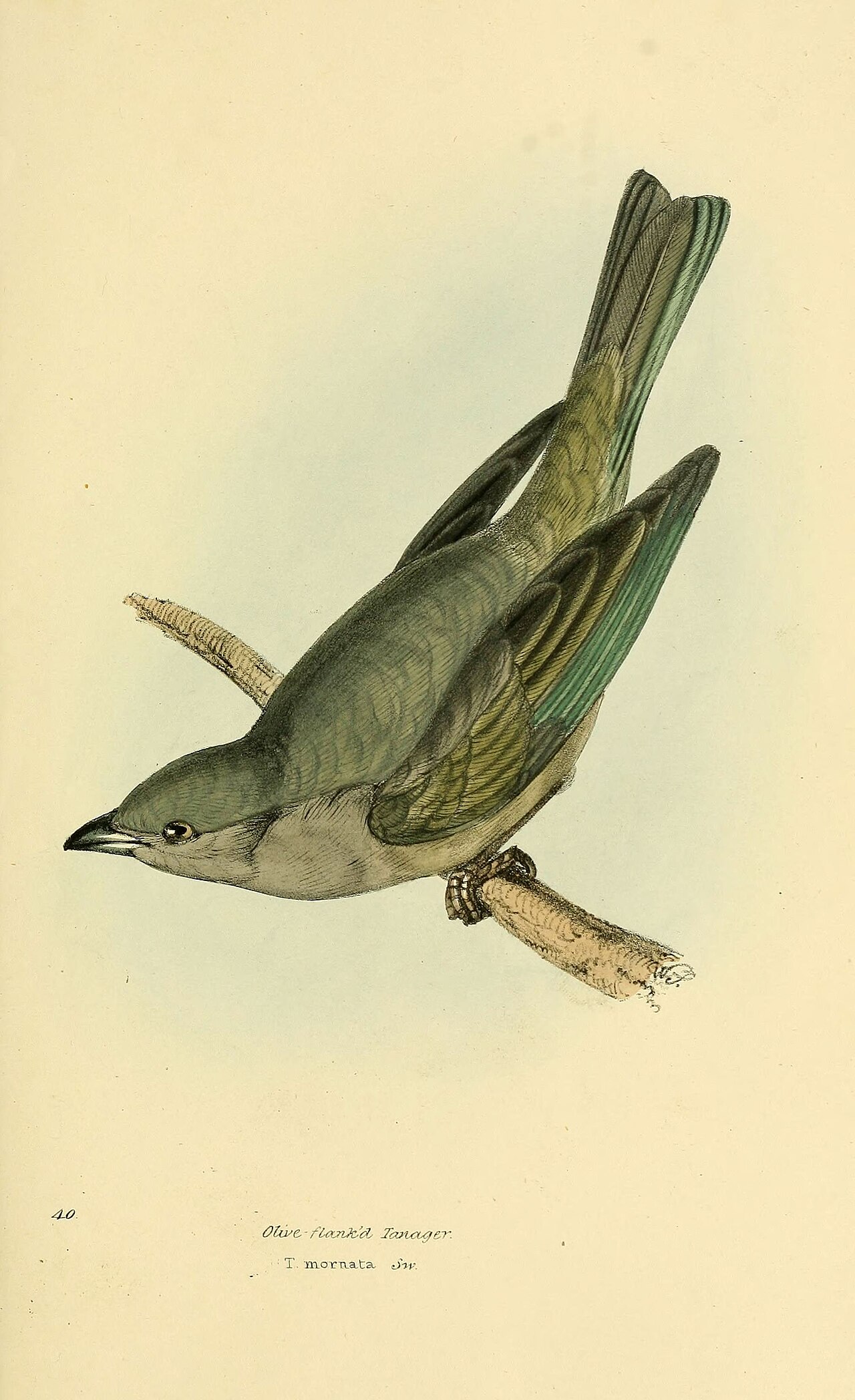 Illustration of Plain-colored Tanager