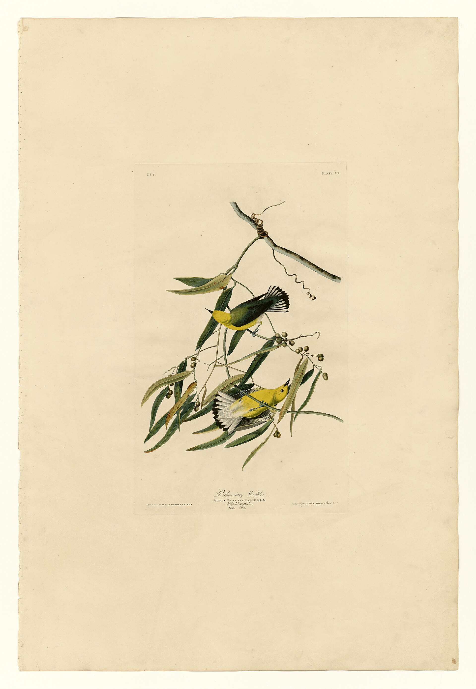 Illustration of Prothonotary Warbler