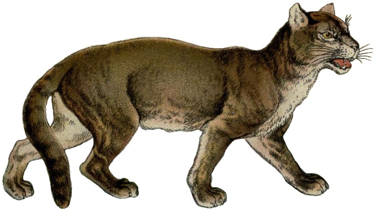 Illustration of Puma