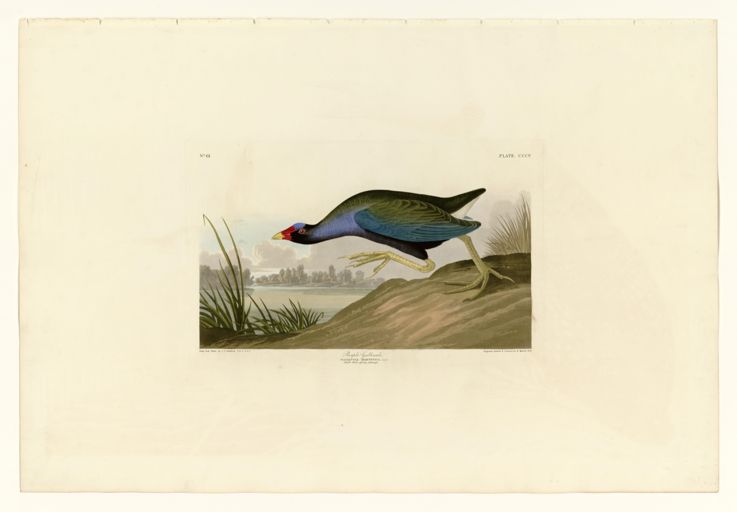 Illustration of Purple Gallinule