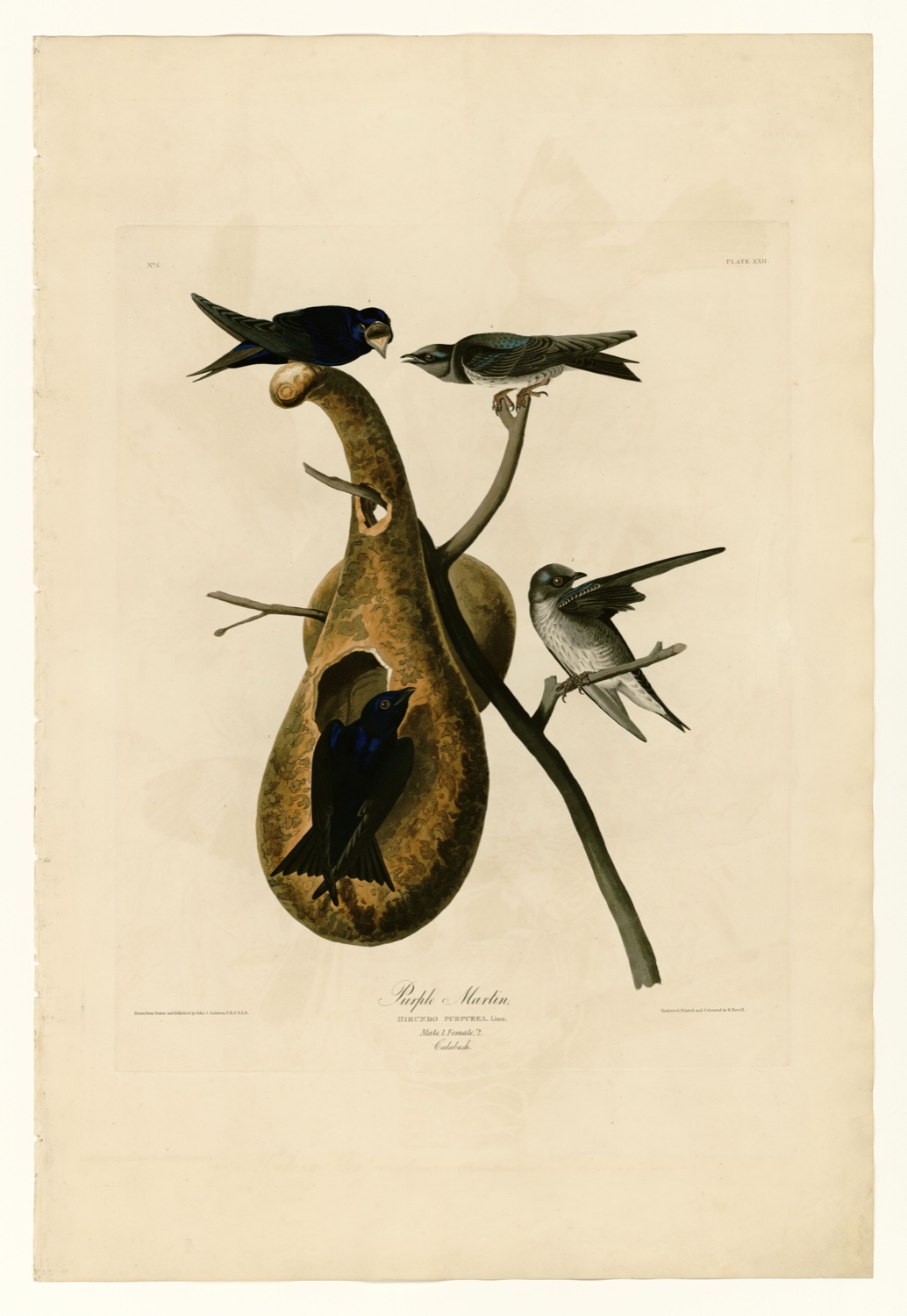 Illustration of Purple Martin