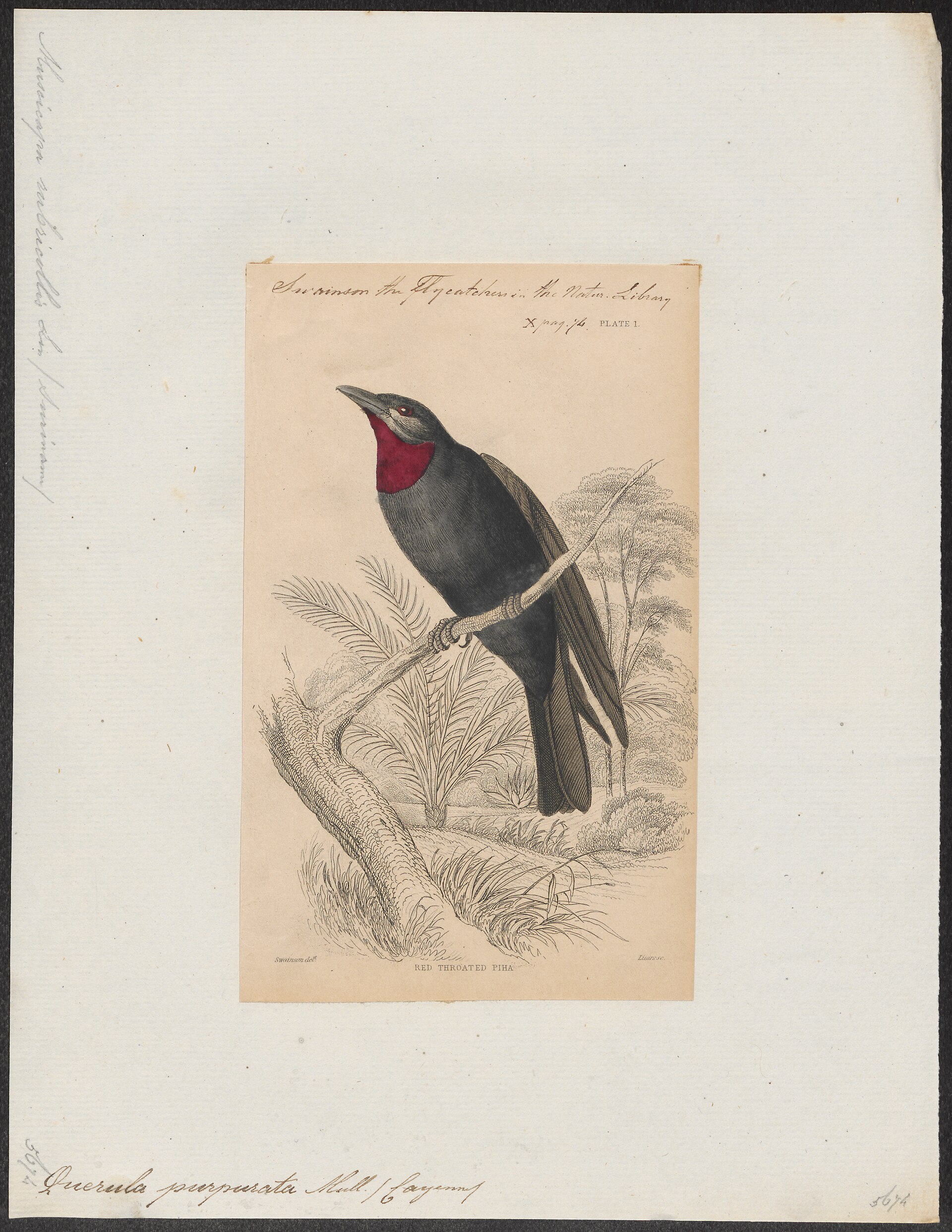 Illustration of Purple-throated Fruitcrow