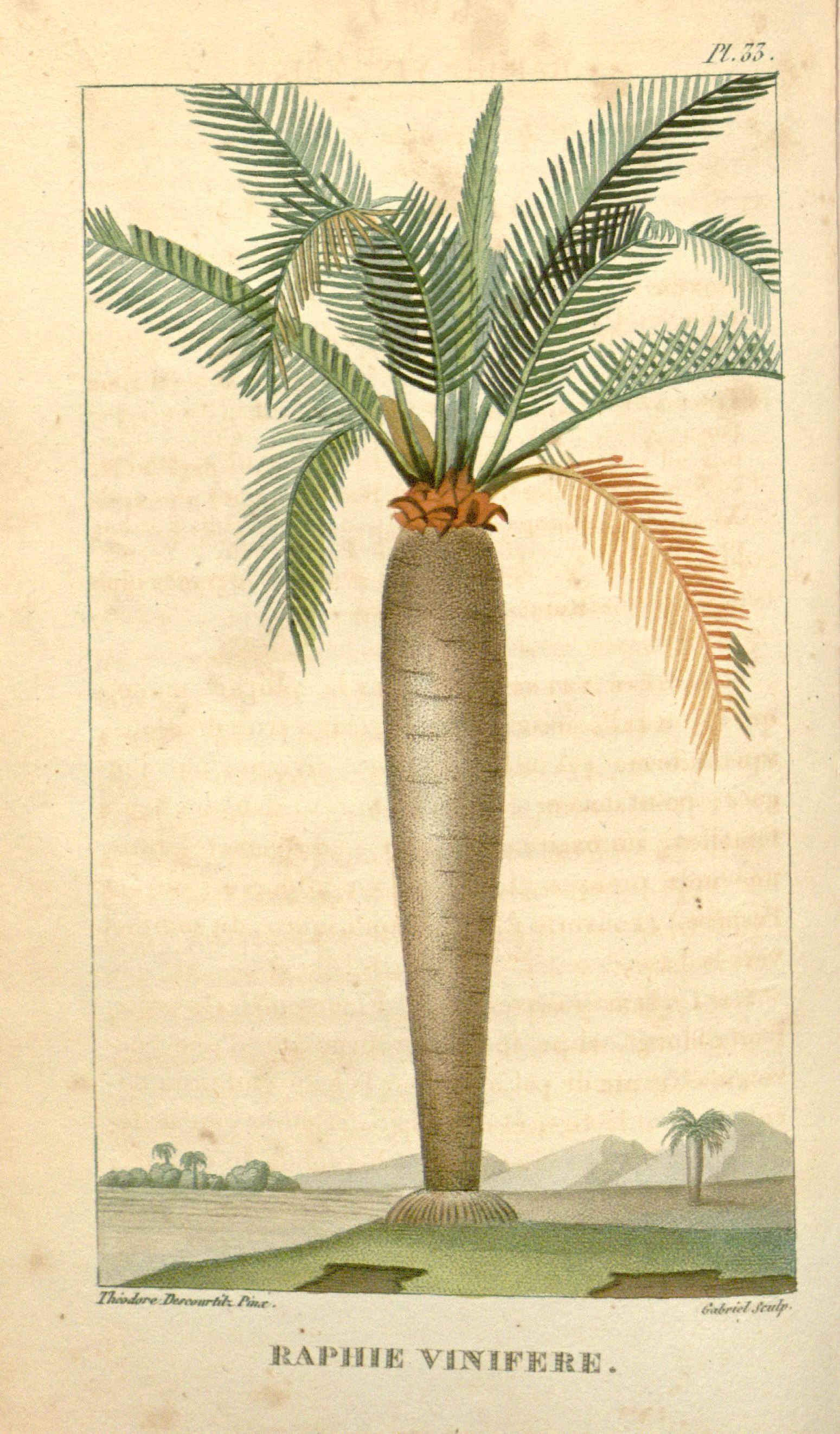 Illustration of Raffia Palm / Yolillo