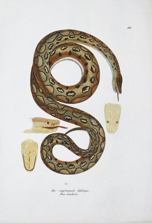 Illustration of Rainbow Boa