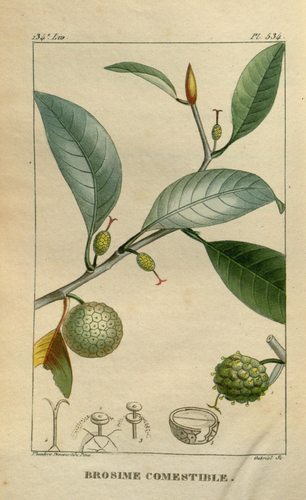 Illustration of Ramón / Breadnut