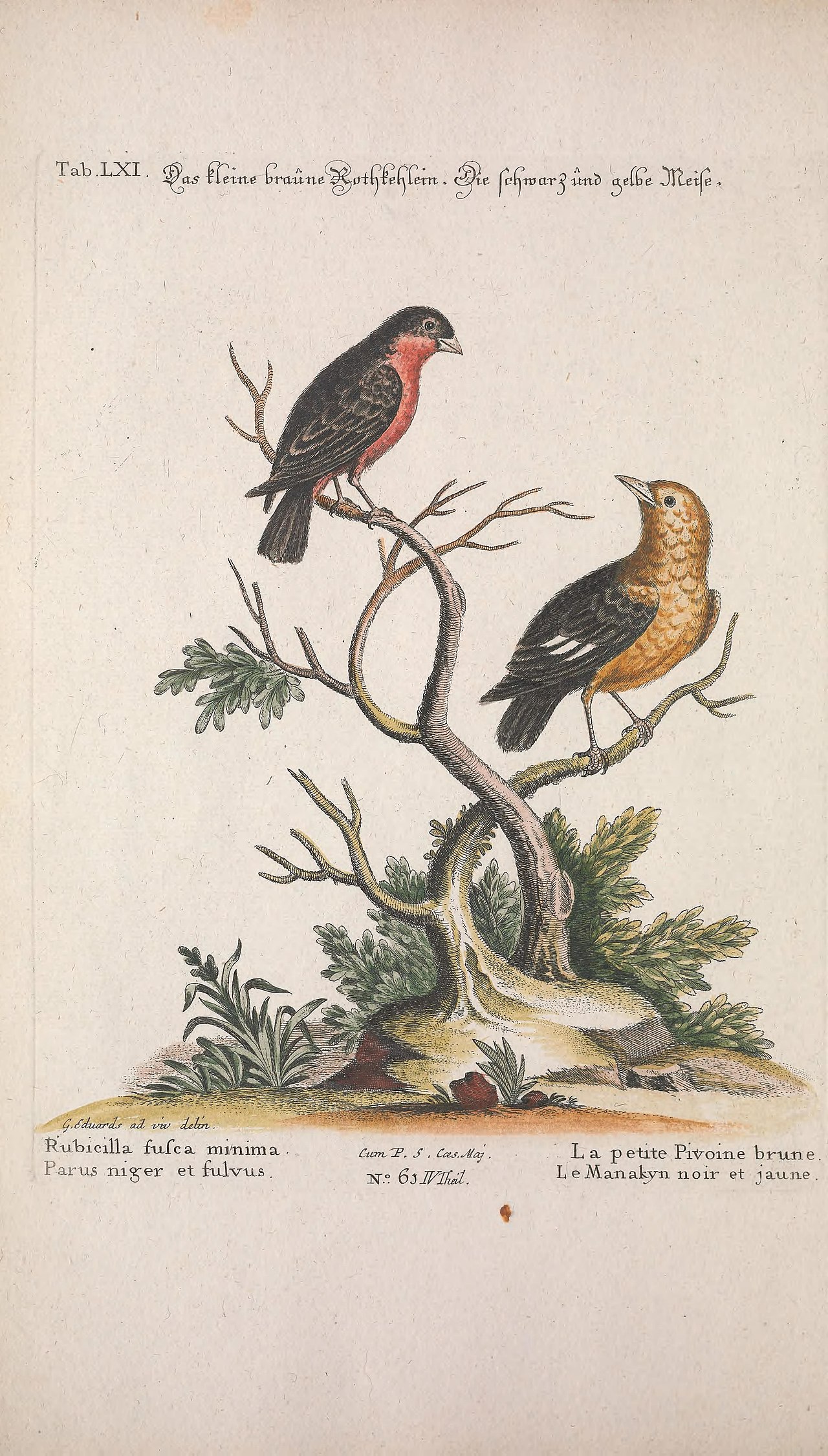 Illustration of Red-breasted Meadowlark