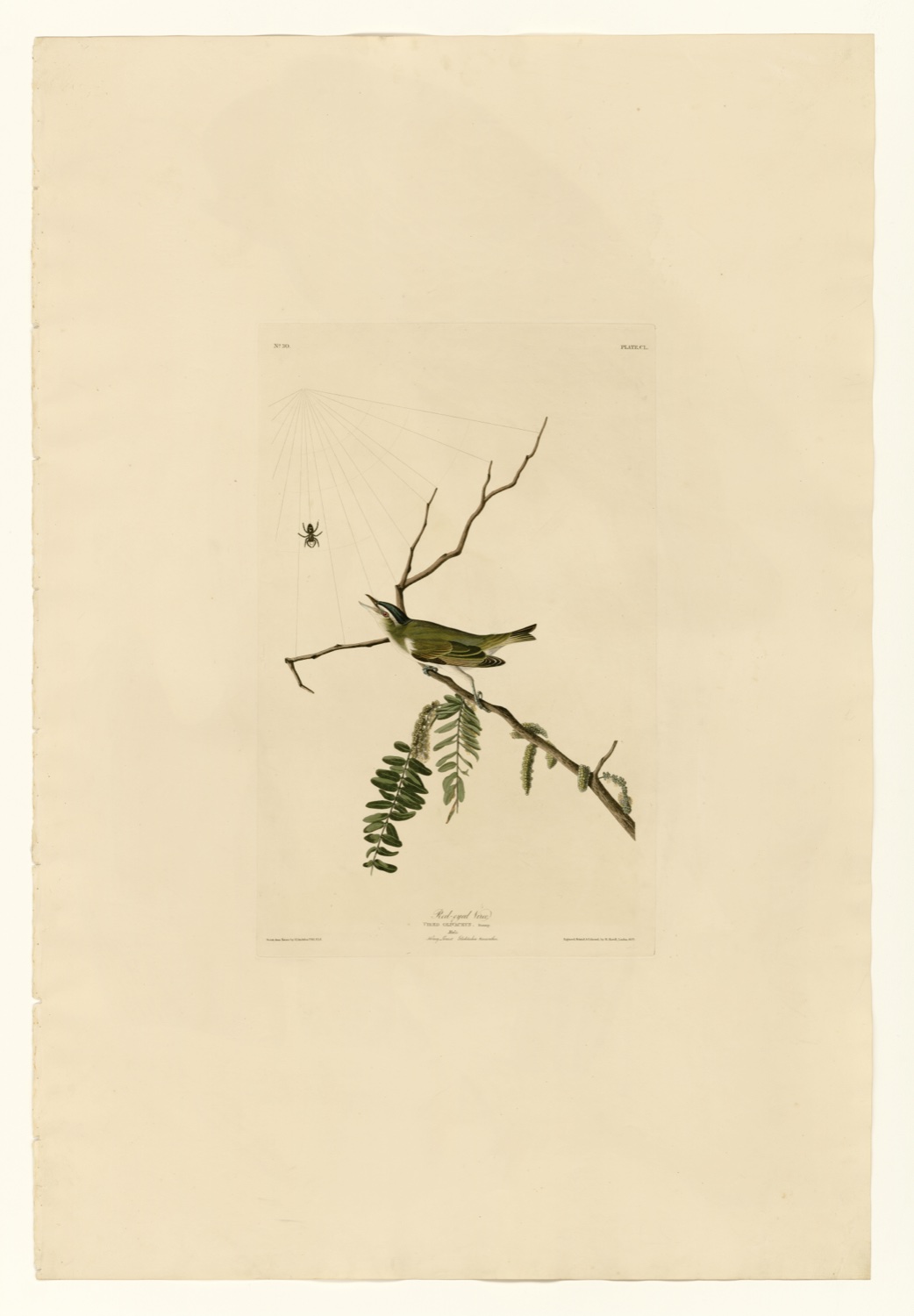 Illustration of Red-eyed Vireo